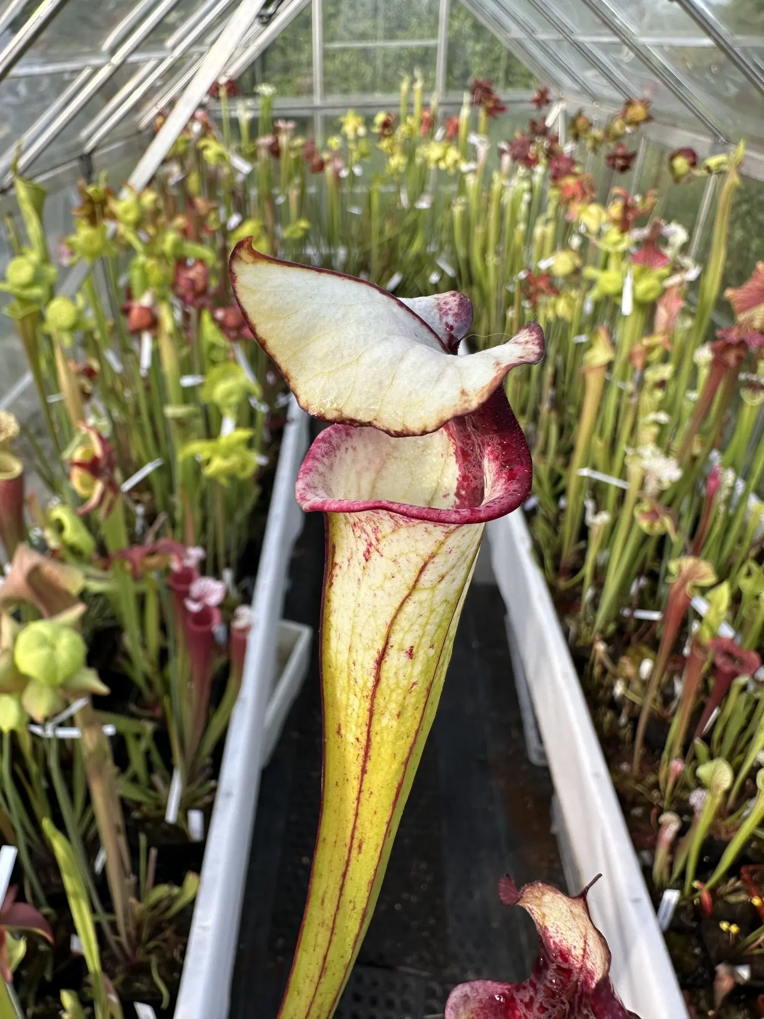 S. x "Pennywise"- working name