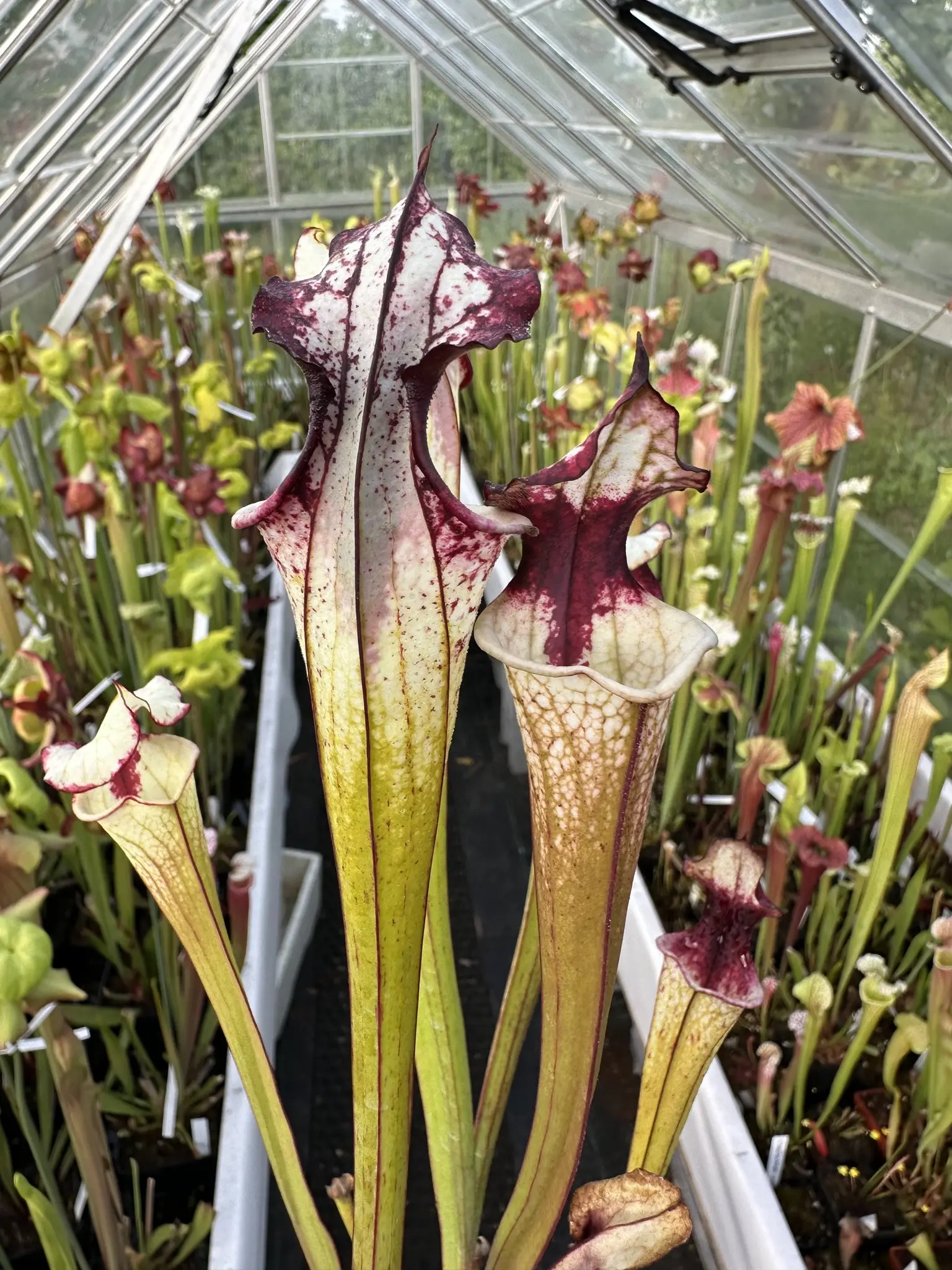 S. x "Derry" - working name 