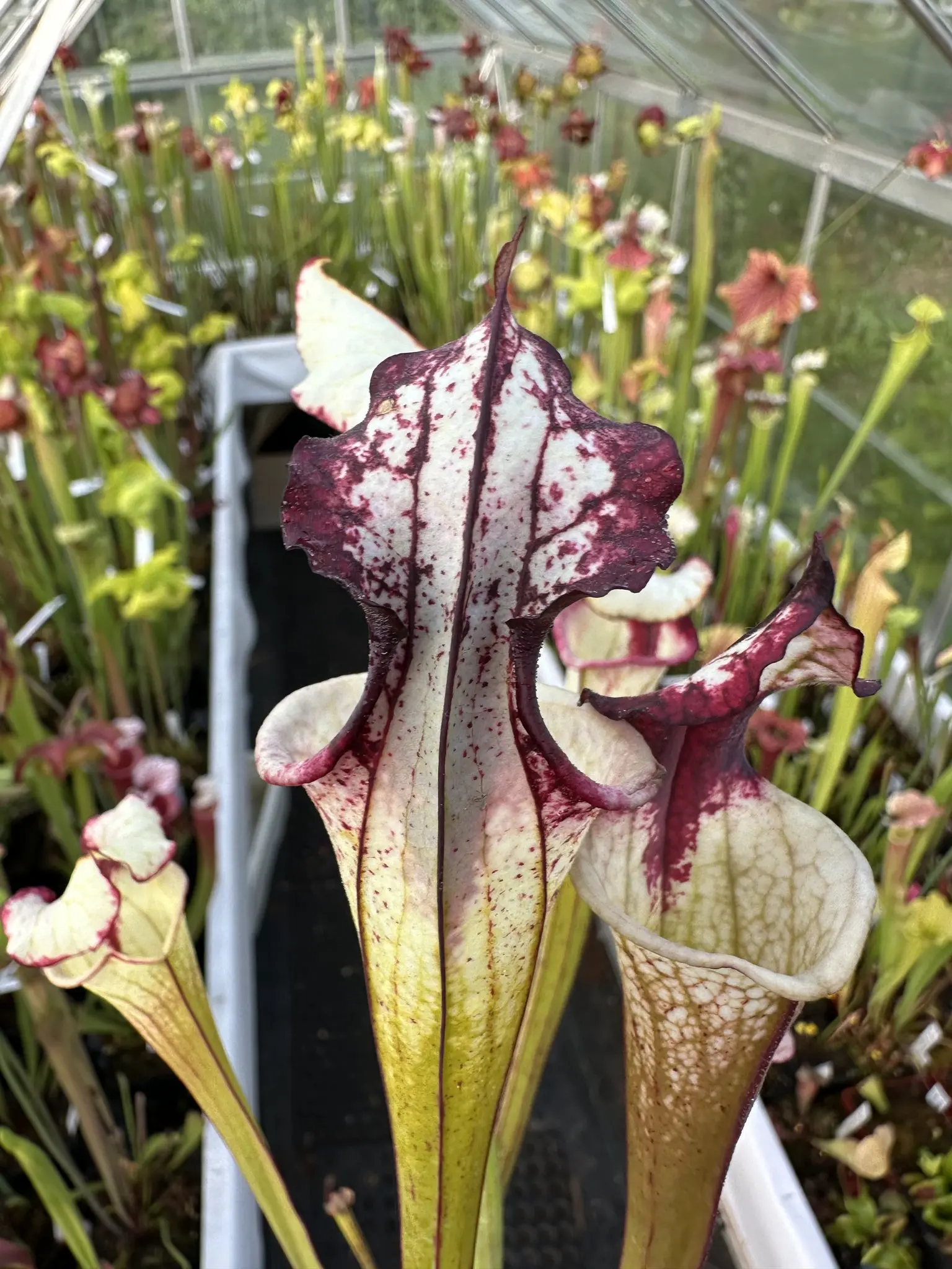 S. x "Derry" - working name 