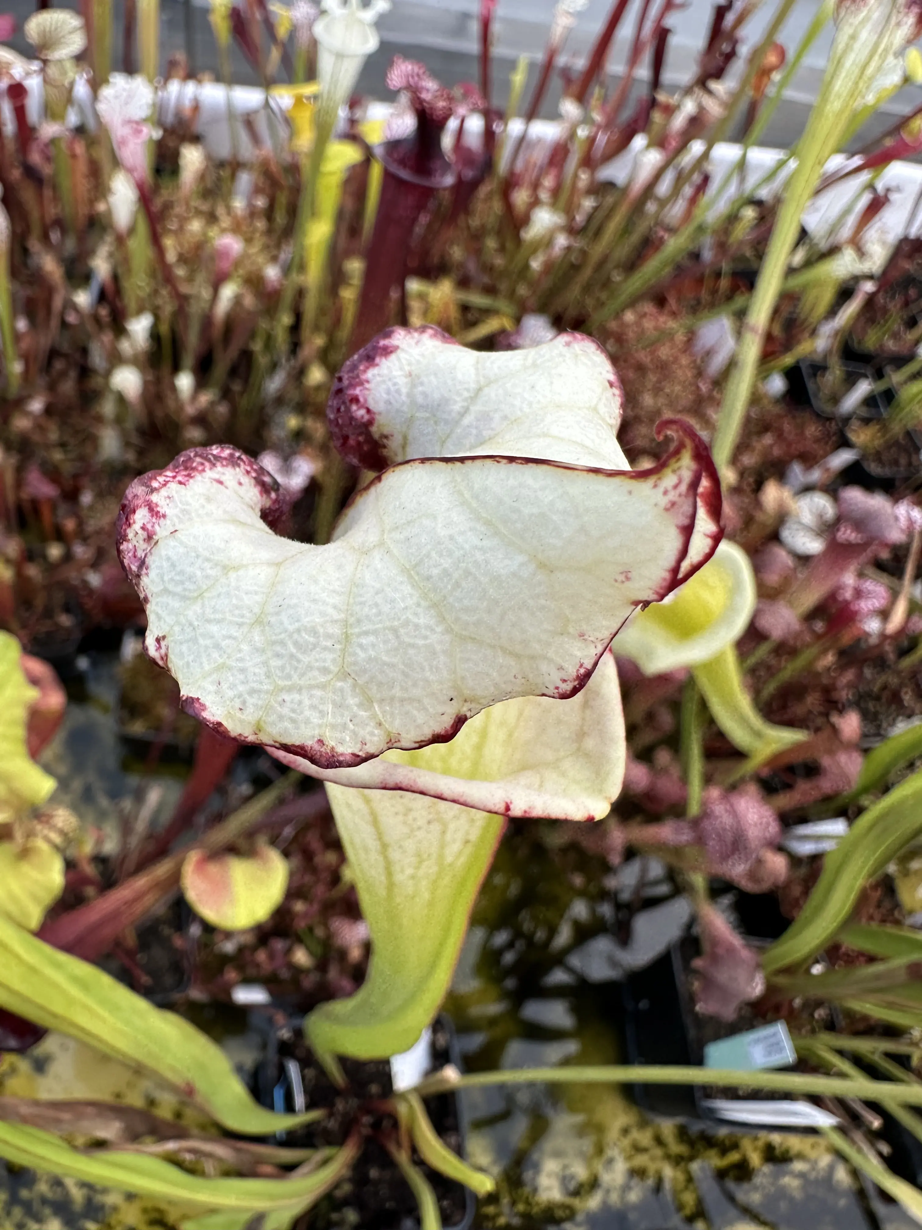 S. x "Pennywise"- working name