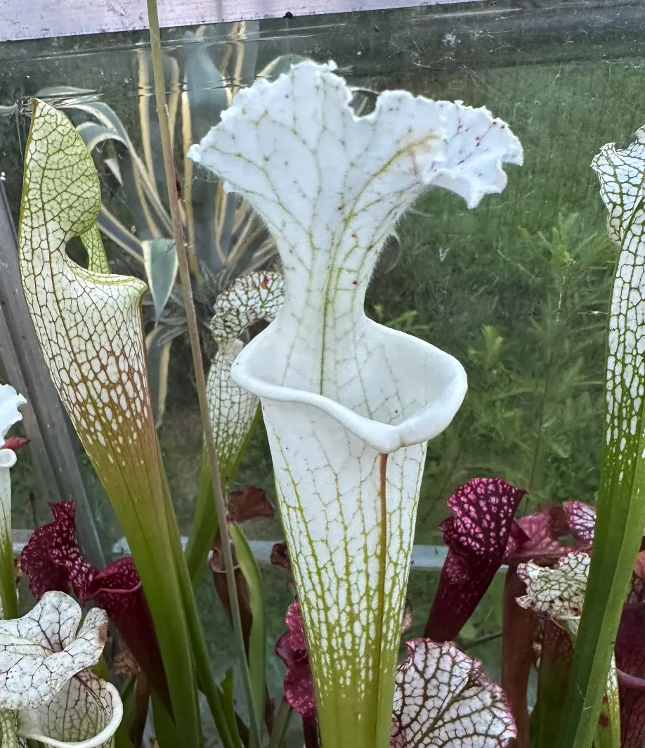 S. leucophylla var. alba