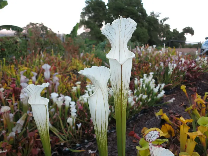 S. leucophylla var. alba