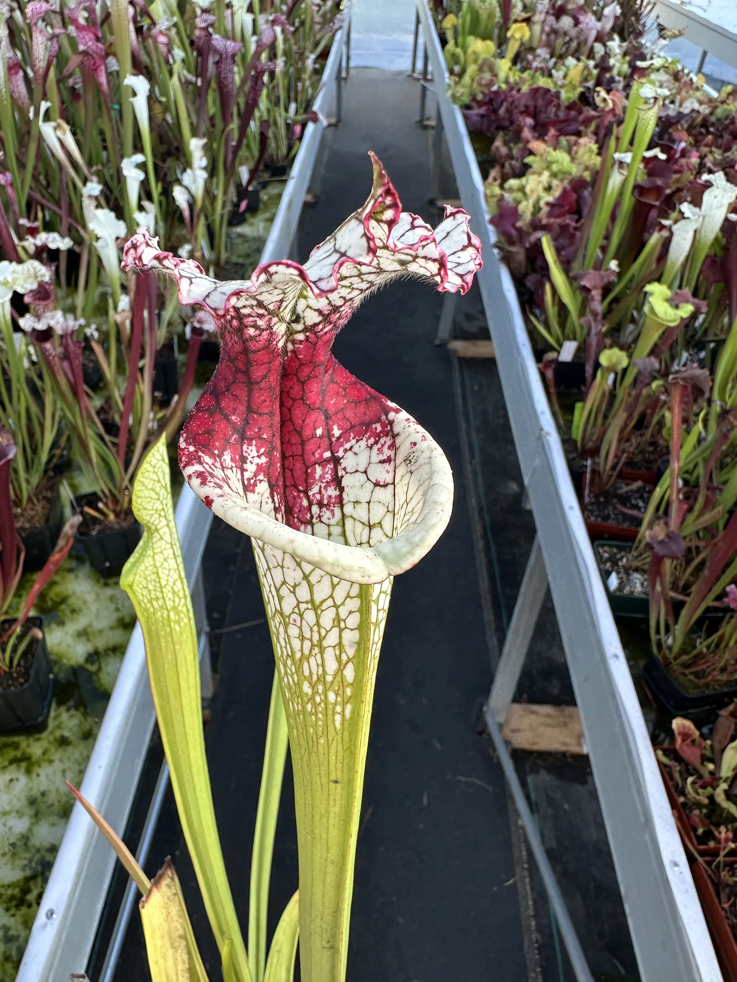 S. moorei "Vampire Queen"