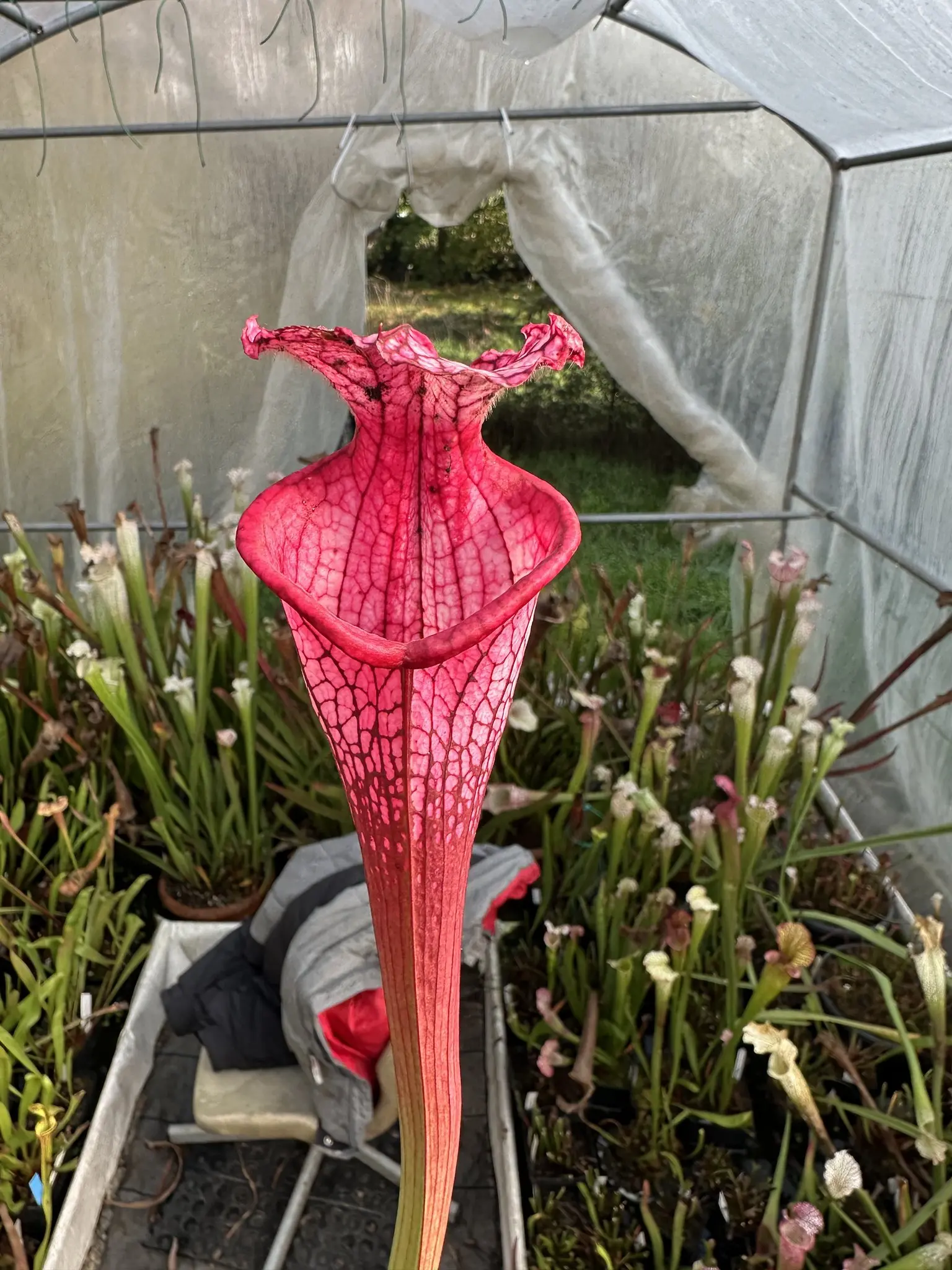 S. leucophylla “Cupido” 