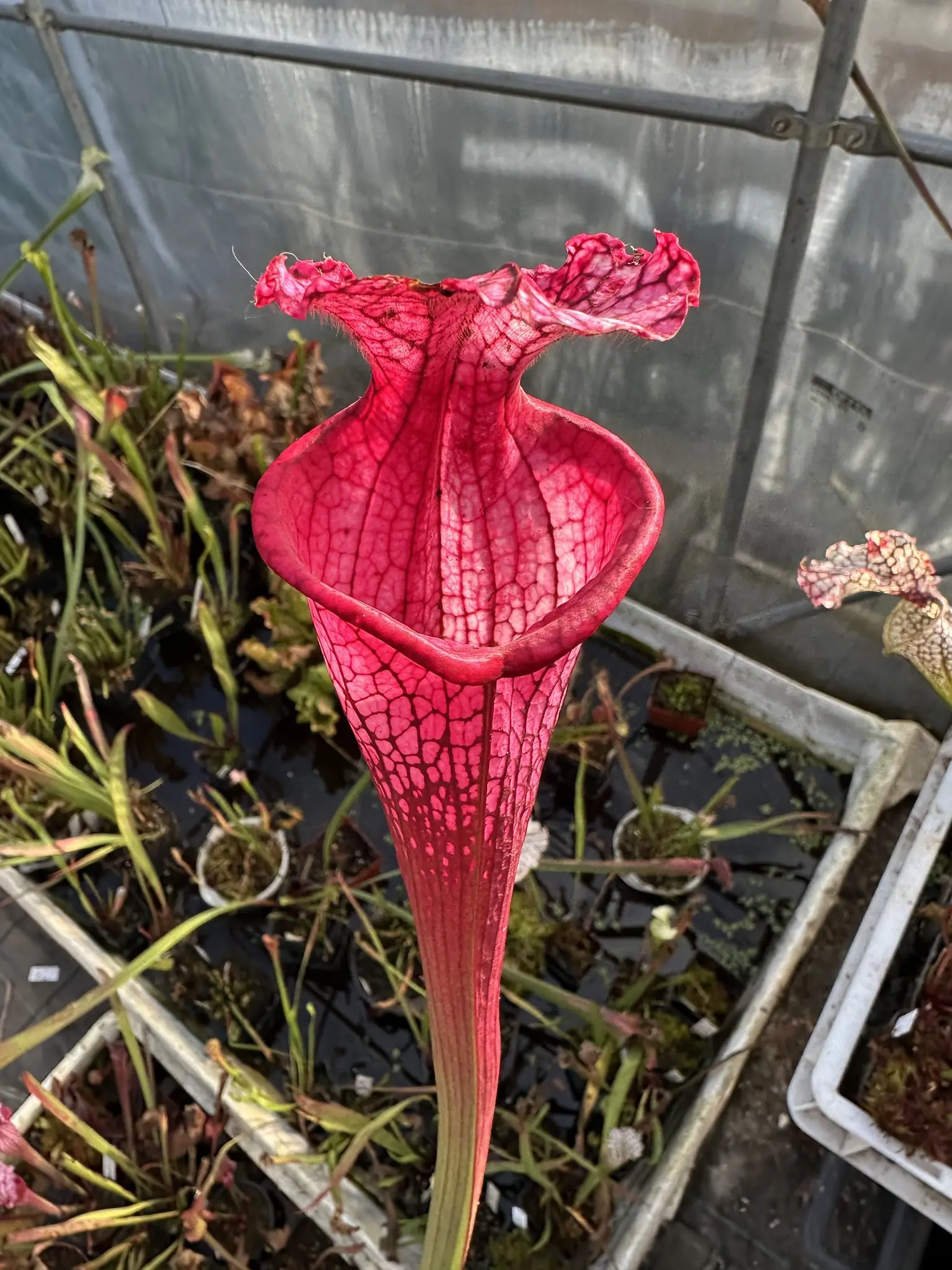 S. leucophylla “Cupido” 