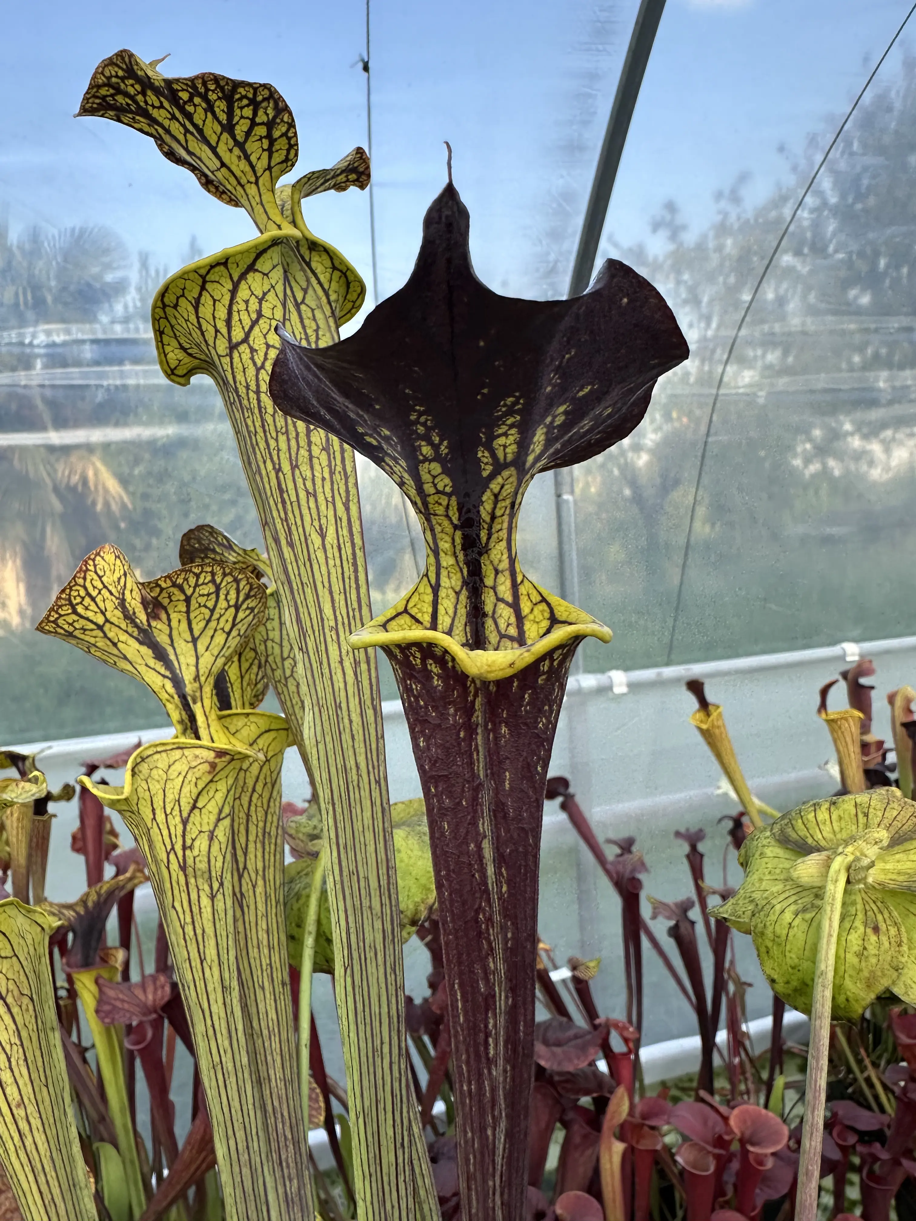 S. flava var. ornata "Black Veins DC" 