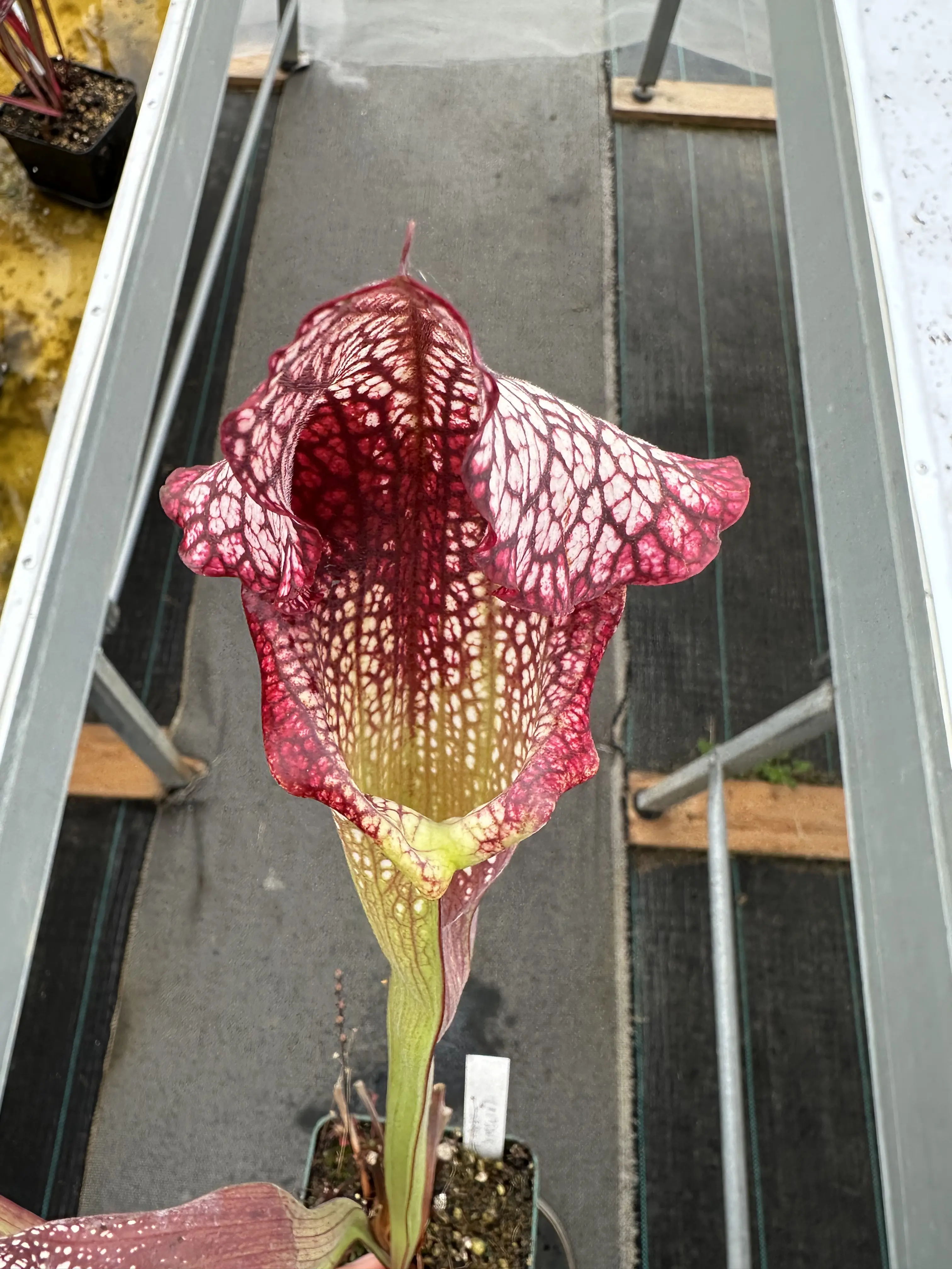 S. x (Crimson Queen x Adrian Slack)