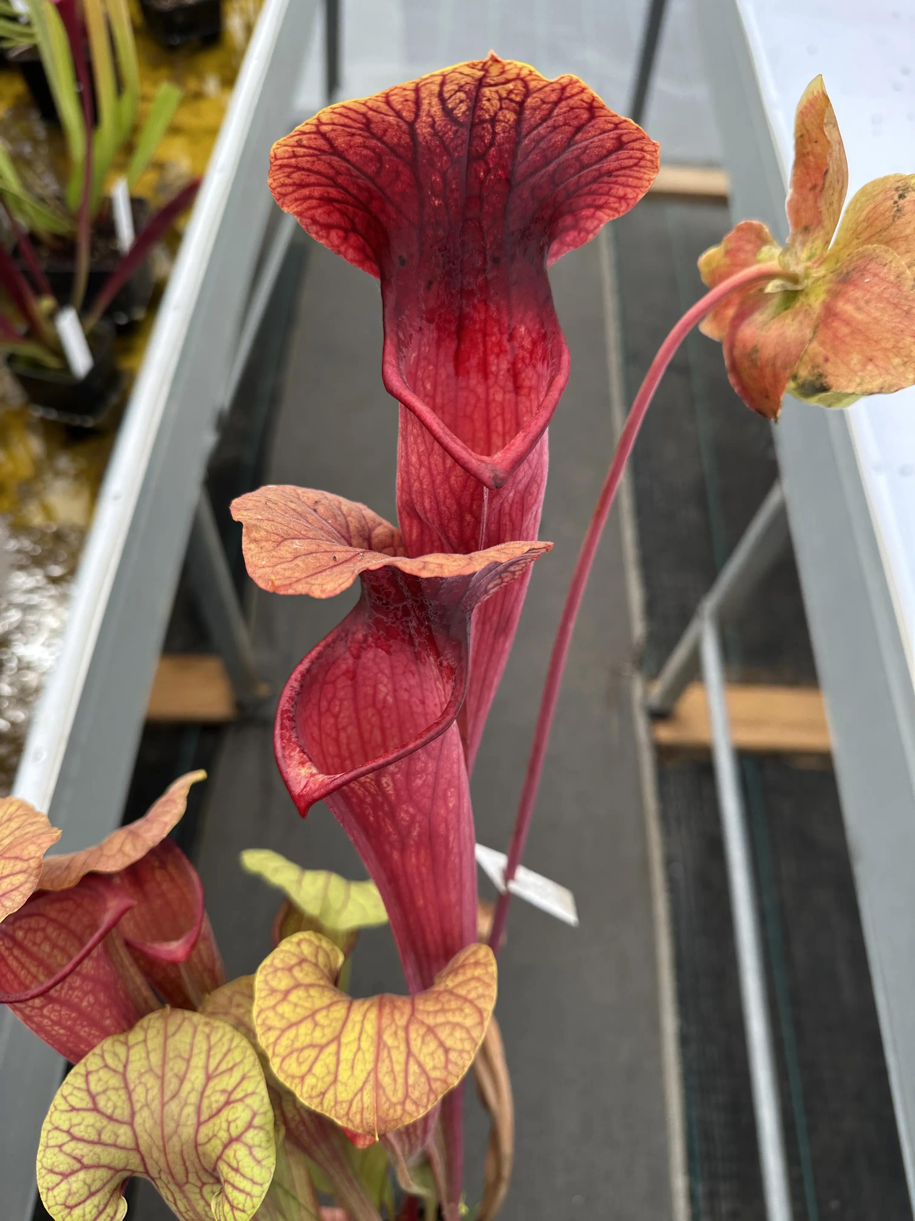 S. x "Asbo" x 'Peaches'