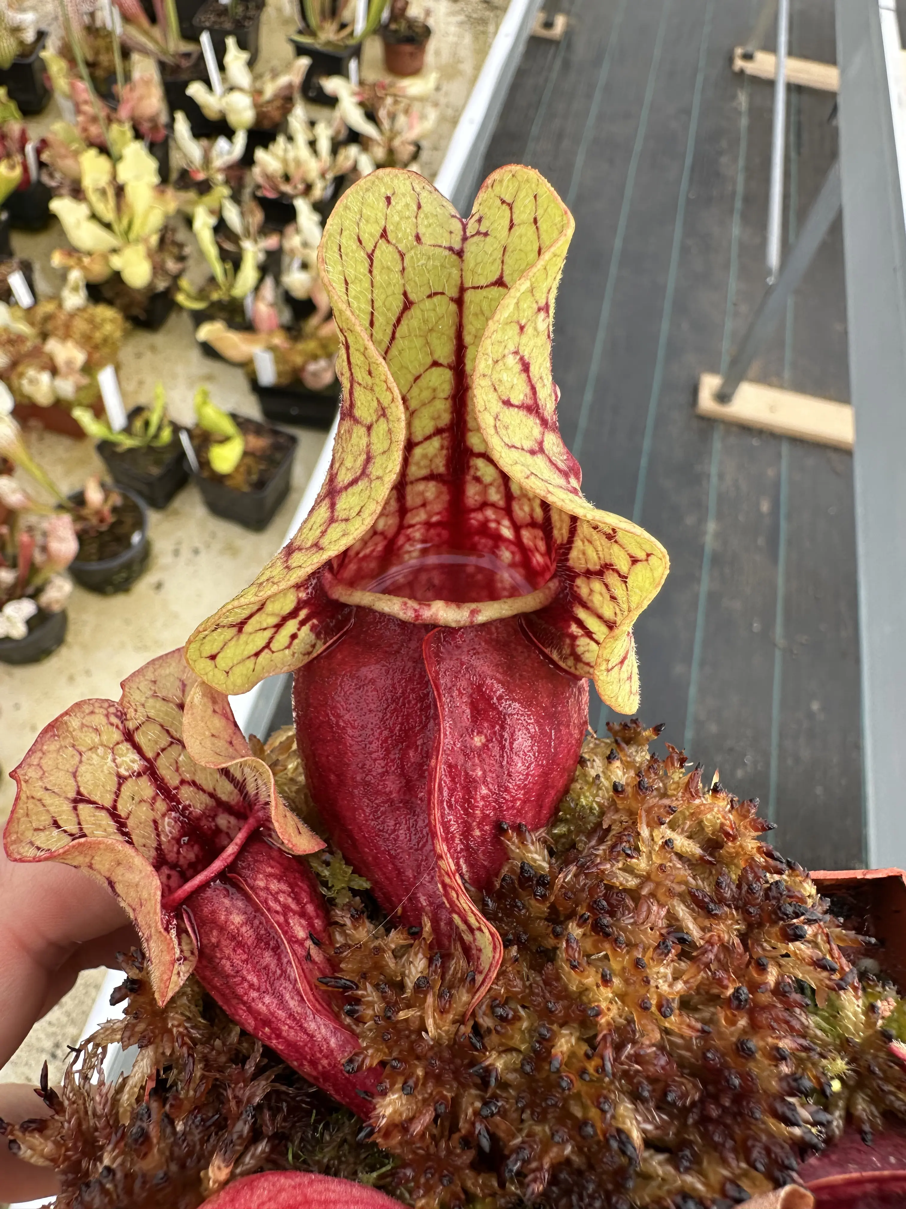 S. purpurea ssp. venosa 'Belly of blood'