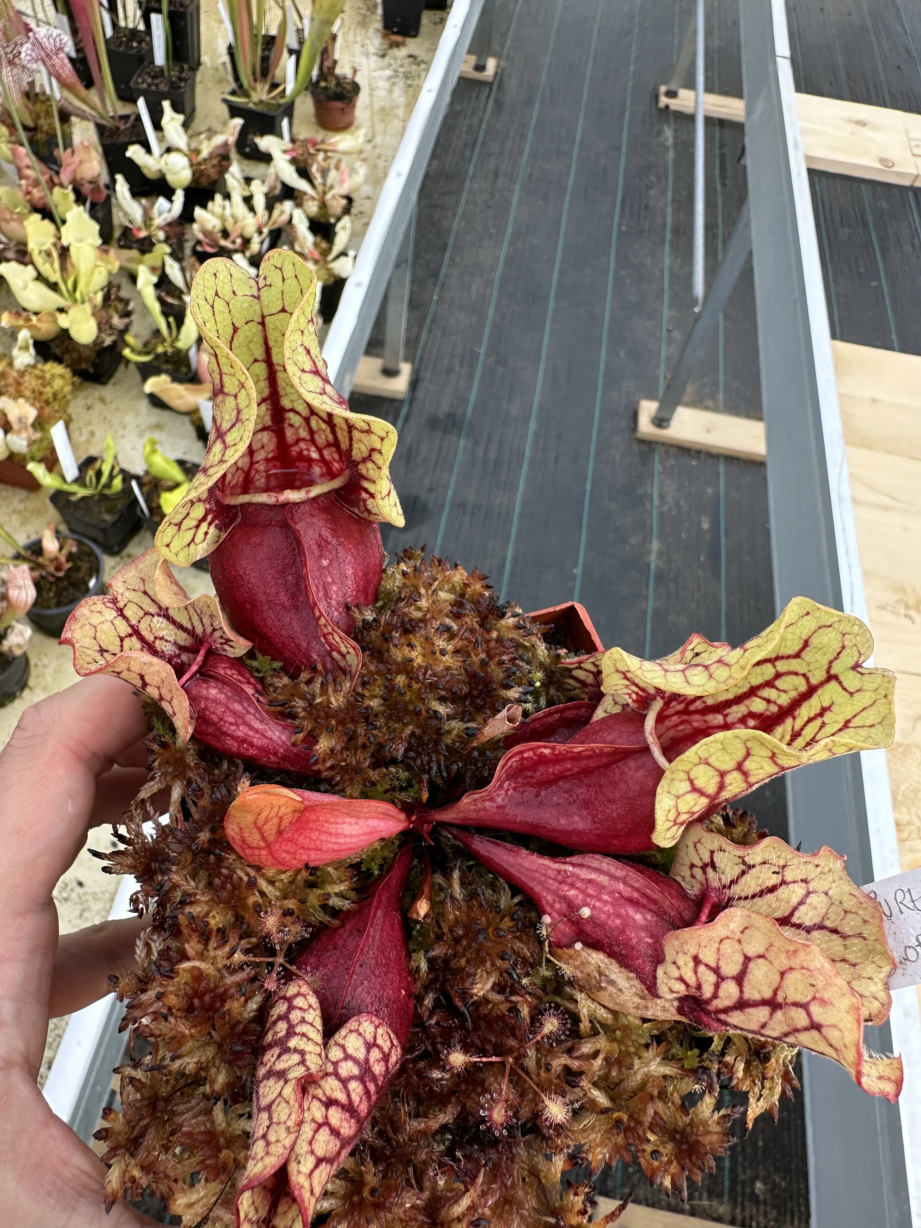 S. purpurea ssp. venosa 'Belly of blood'