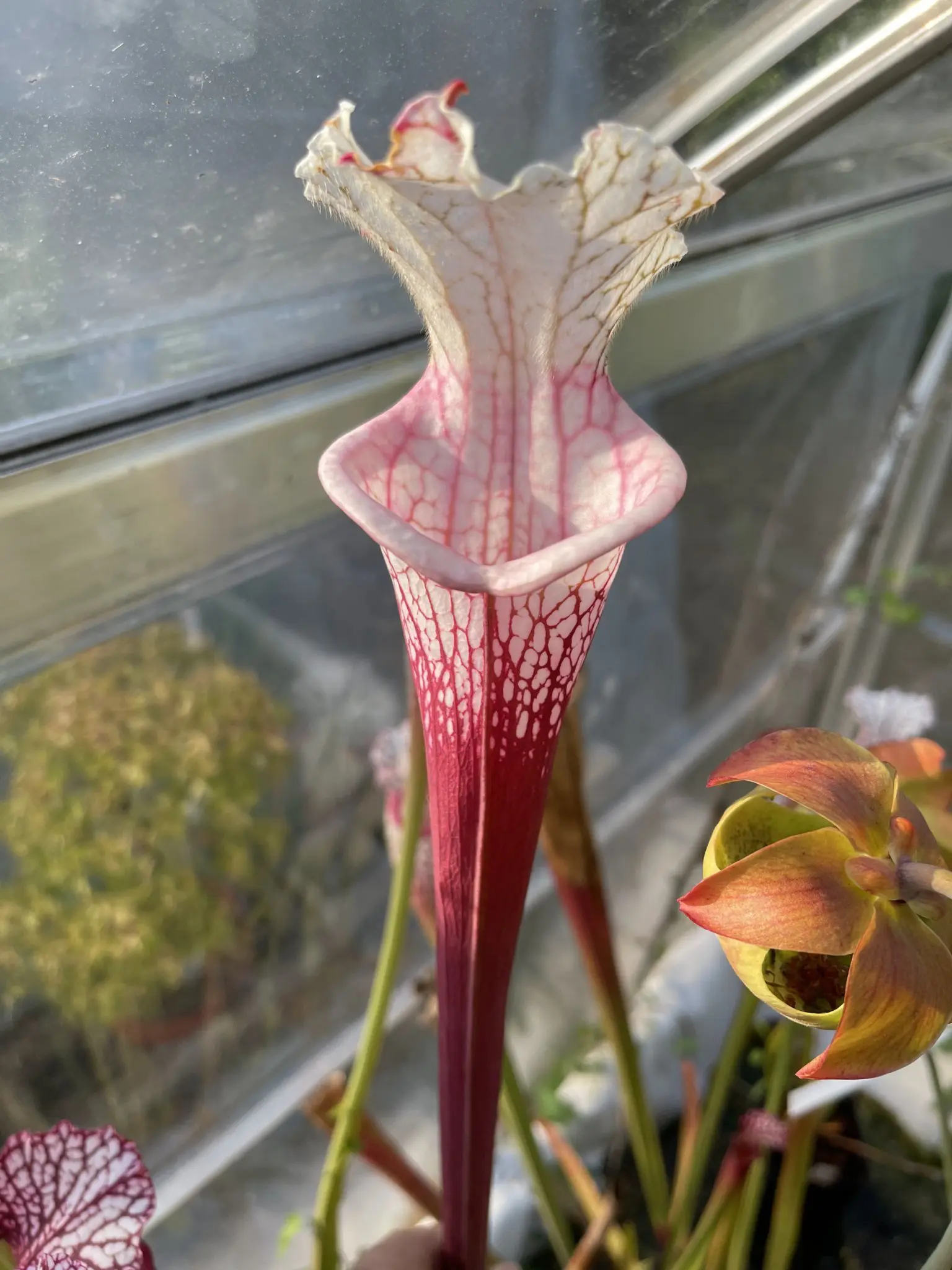 S. leucophylla "Ruby Joyce" x var.alba (no. 5)