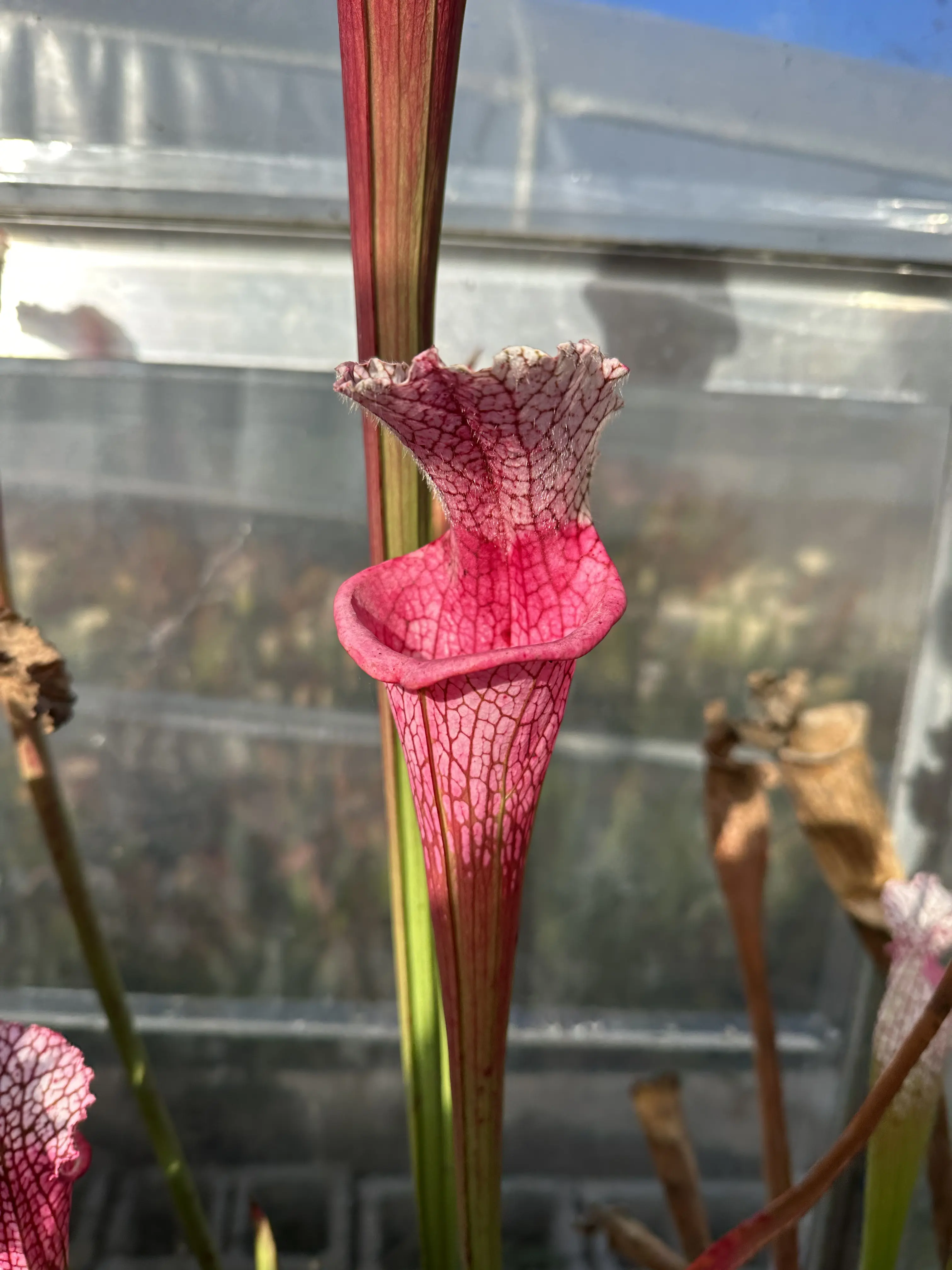 S. leucophylla "Ruby Joyce" x var.alba (no. 5)
