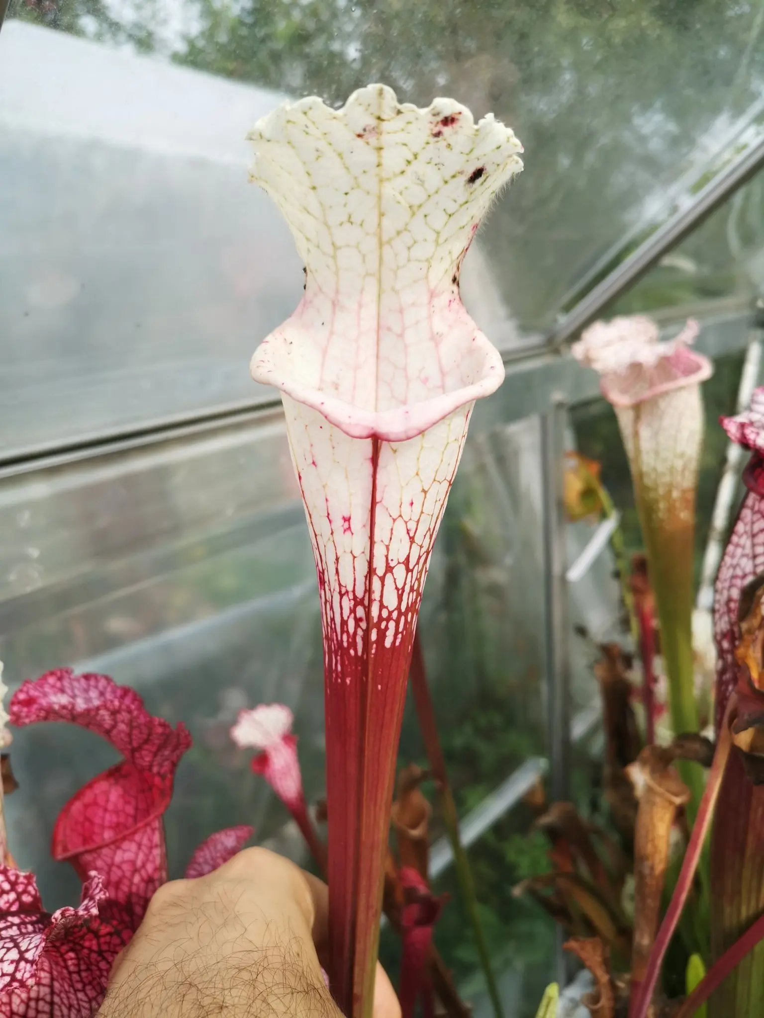 S. leucophylla "Ruby Joyce" x var.alba (no. 5)