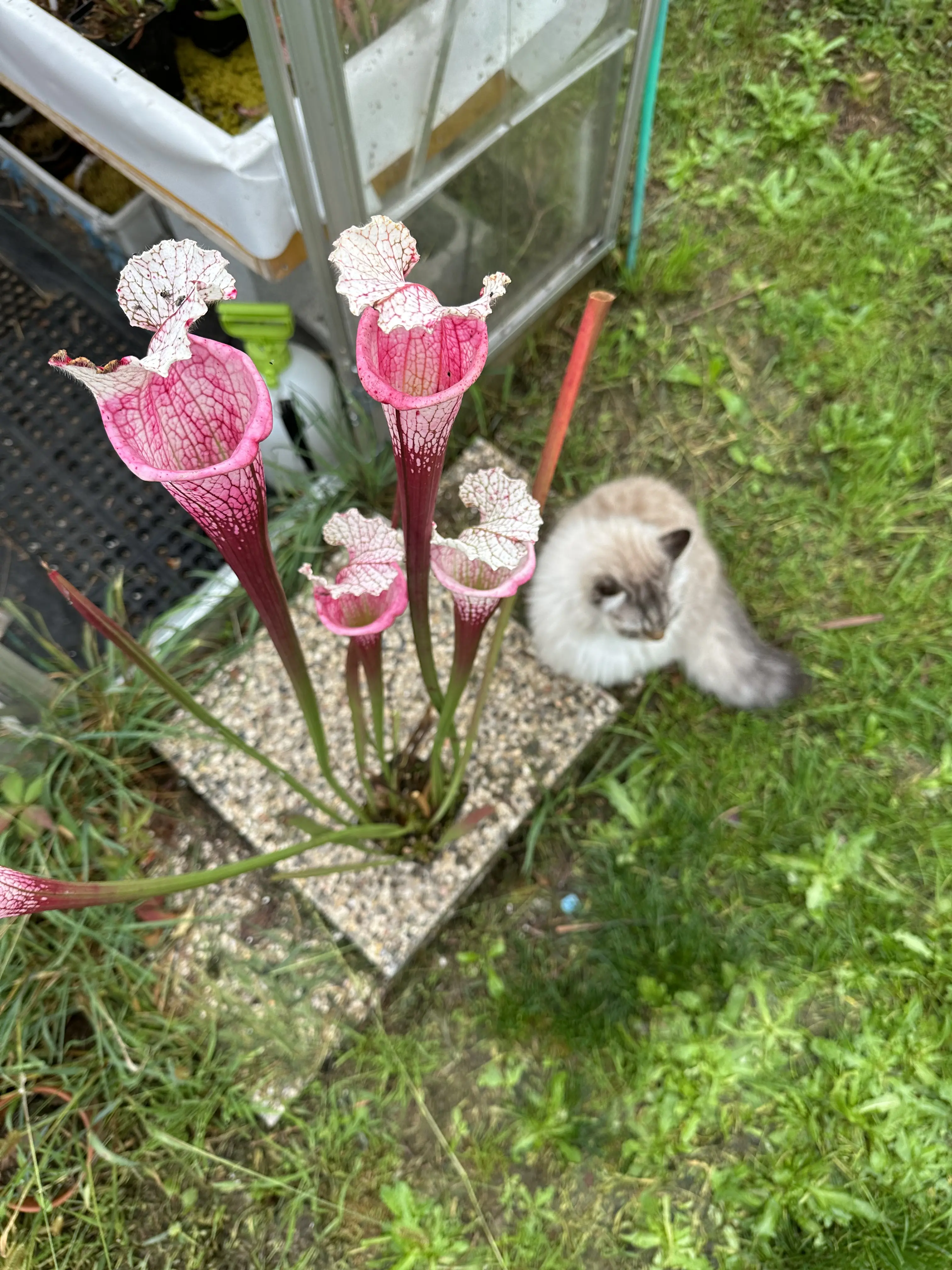 S. leucophylla "Ruby Joyce" x var.alba (no. 5)