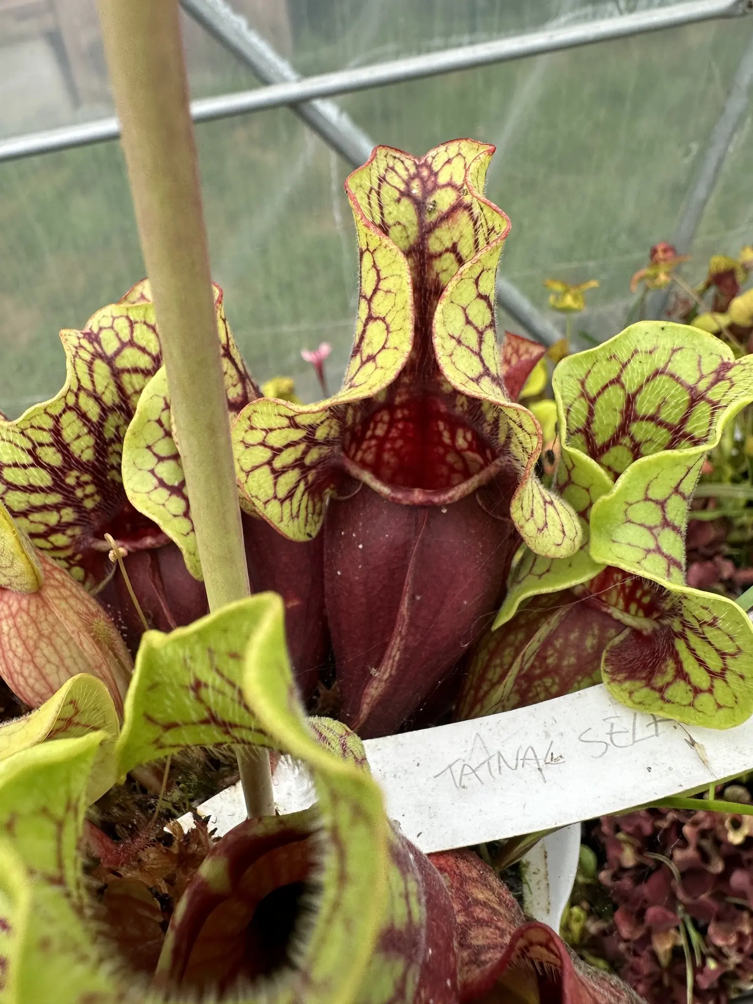 S. purpurea ssp. venosa, Tattnall selected