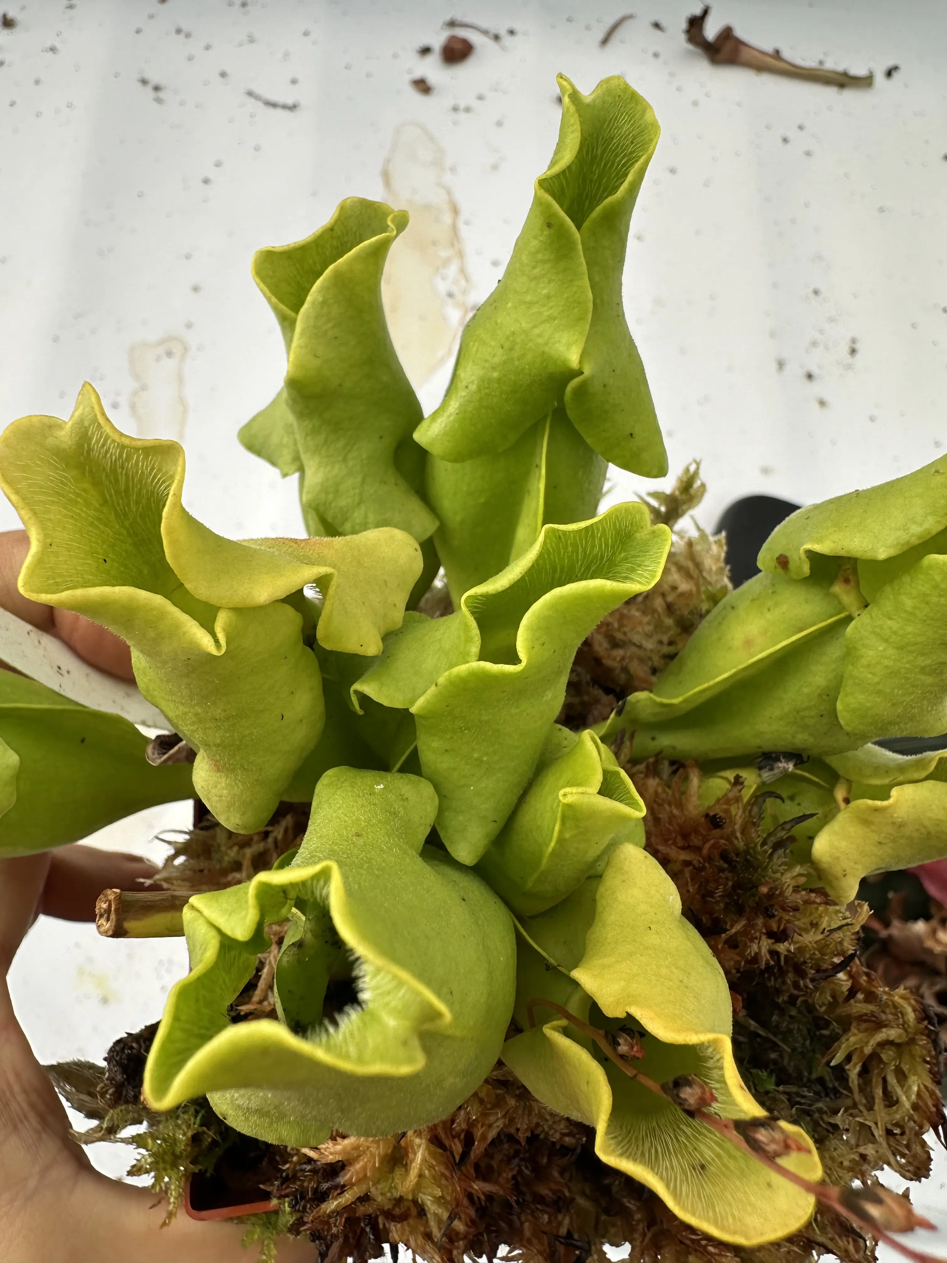 S. purpurea ssp. venosa, var. pallidiflora 