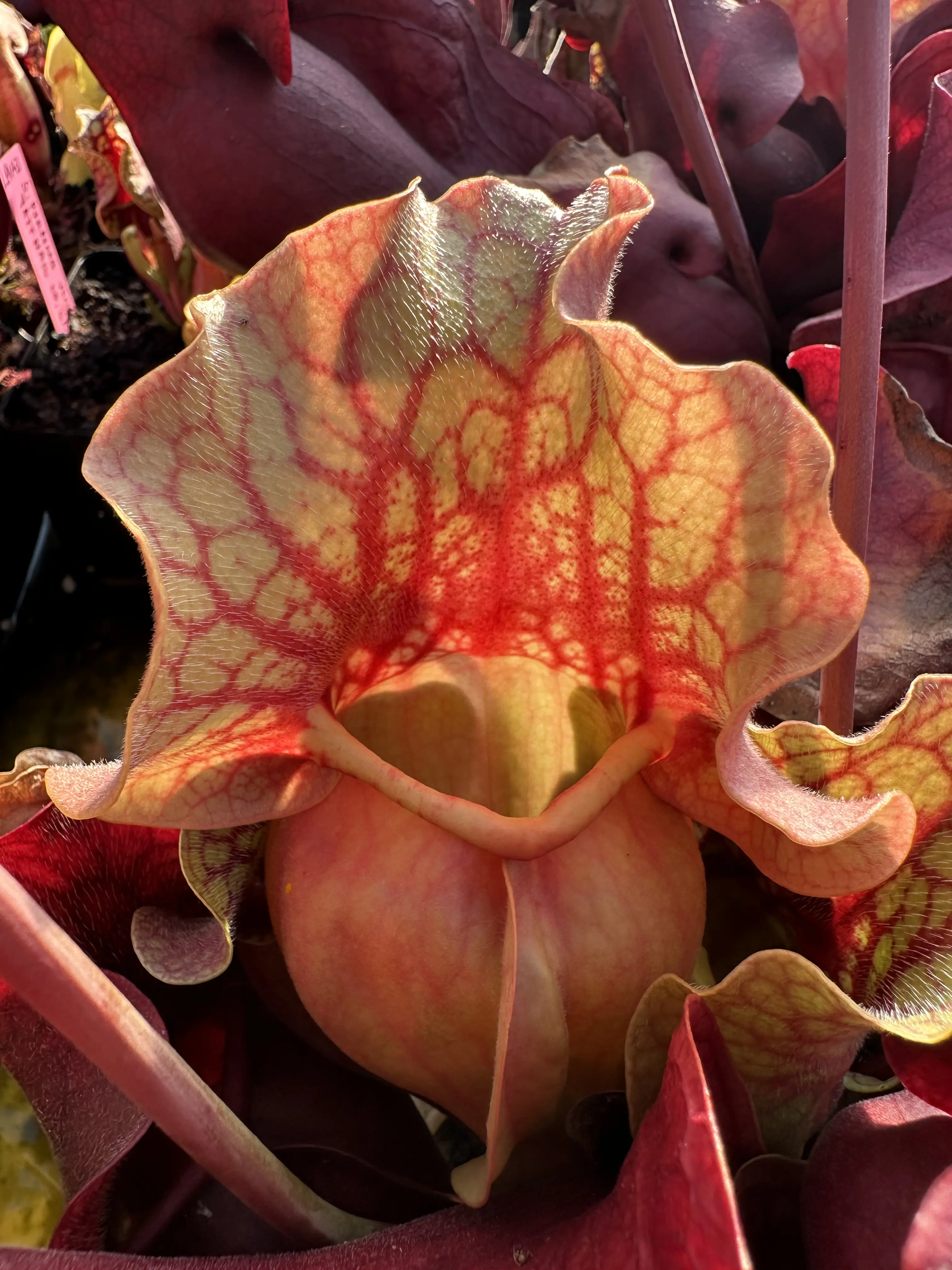 S. purpurea ssp. venosa var. burkii "Chipola giant"