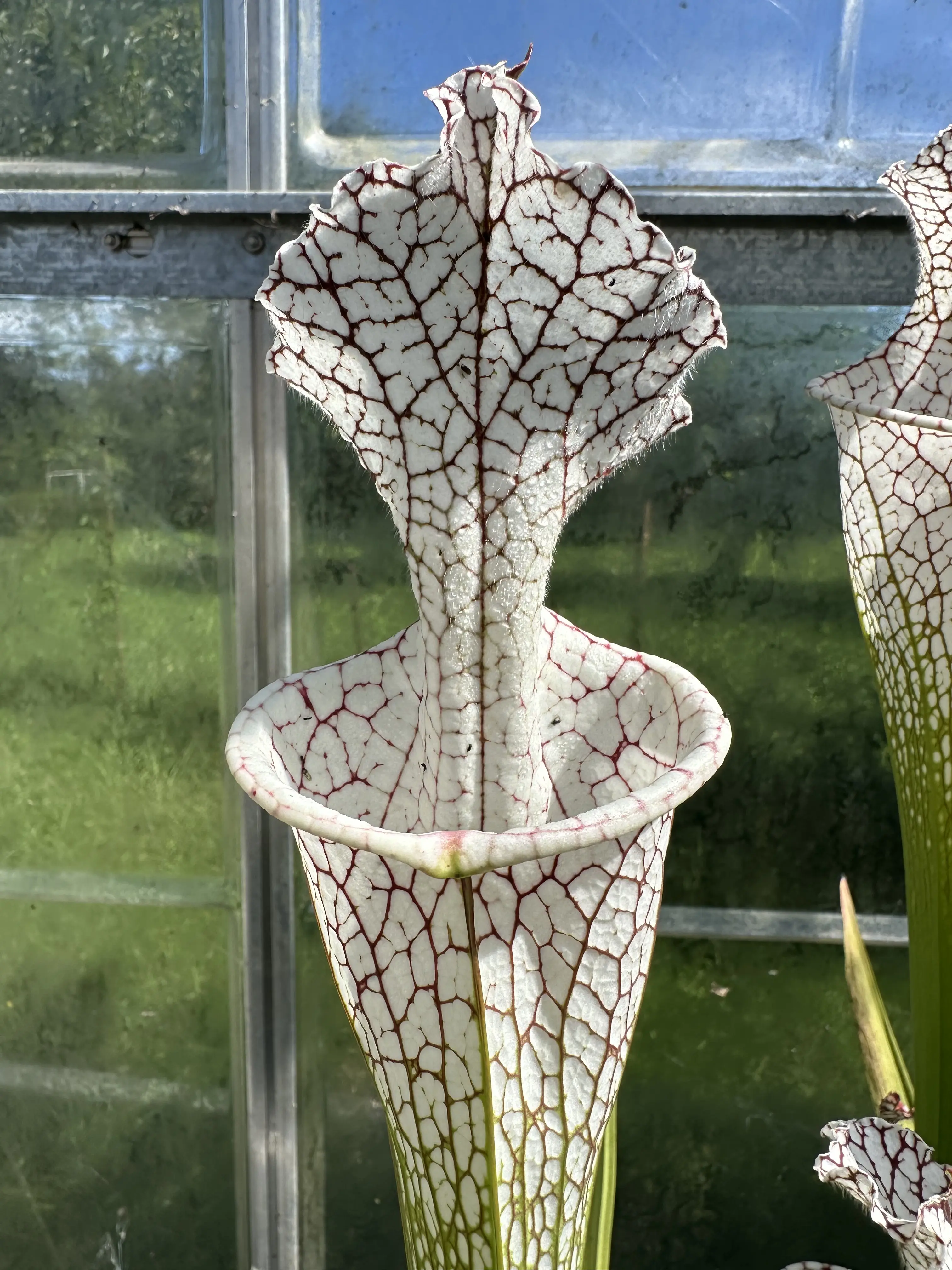 S. leucophylla 'Mont blanc'