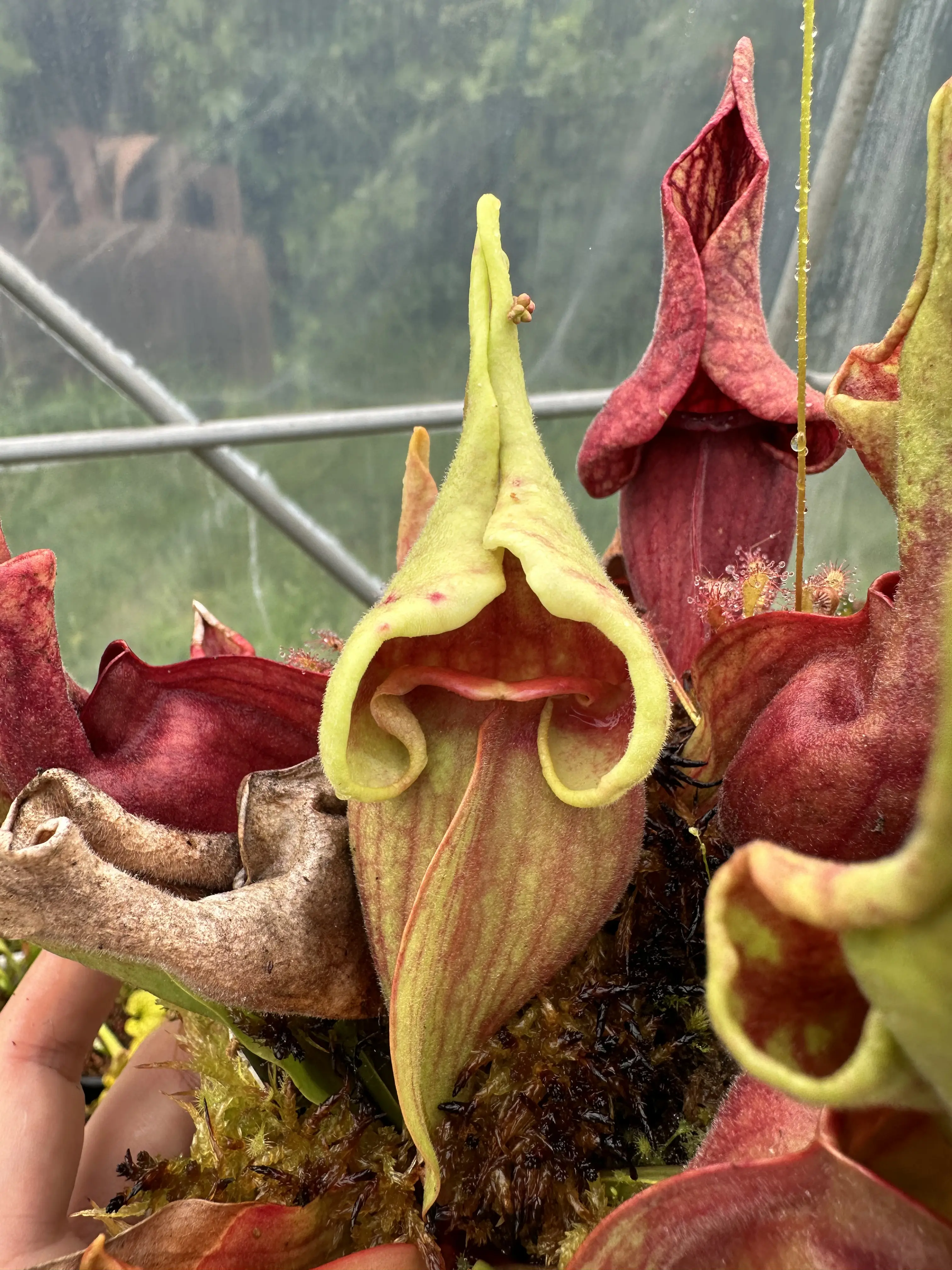 Sarracenia purpurea venosa "Smurf"