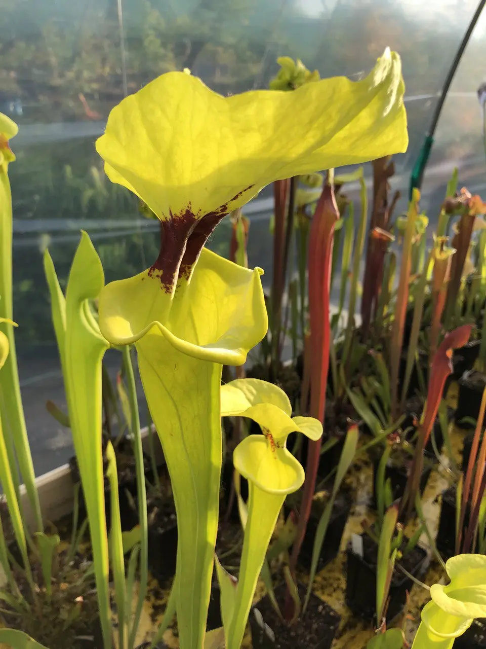 S. flava var. rugelii, robust pitchers with large lid and prominent throat marking