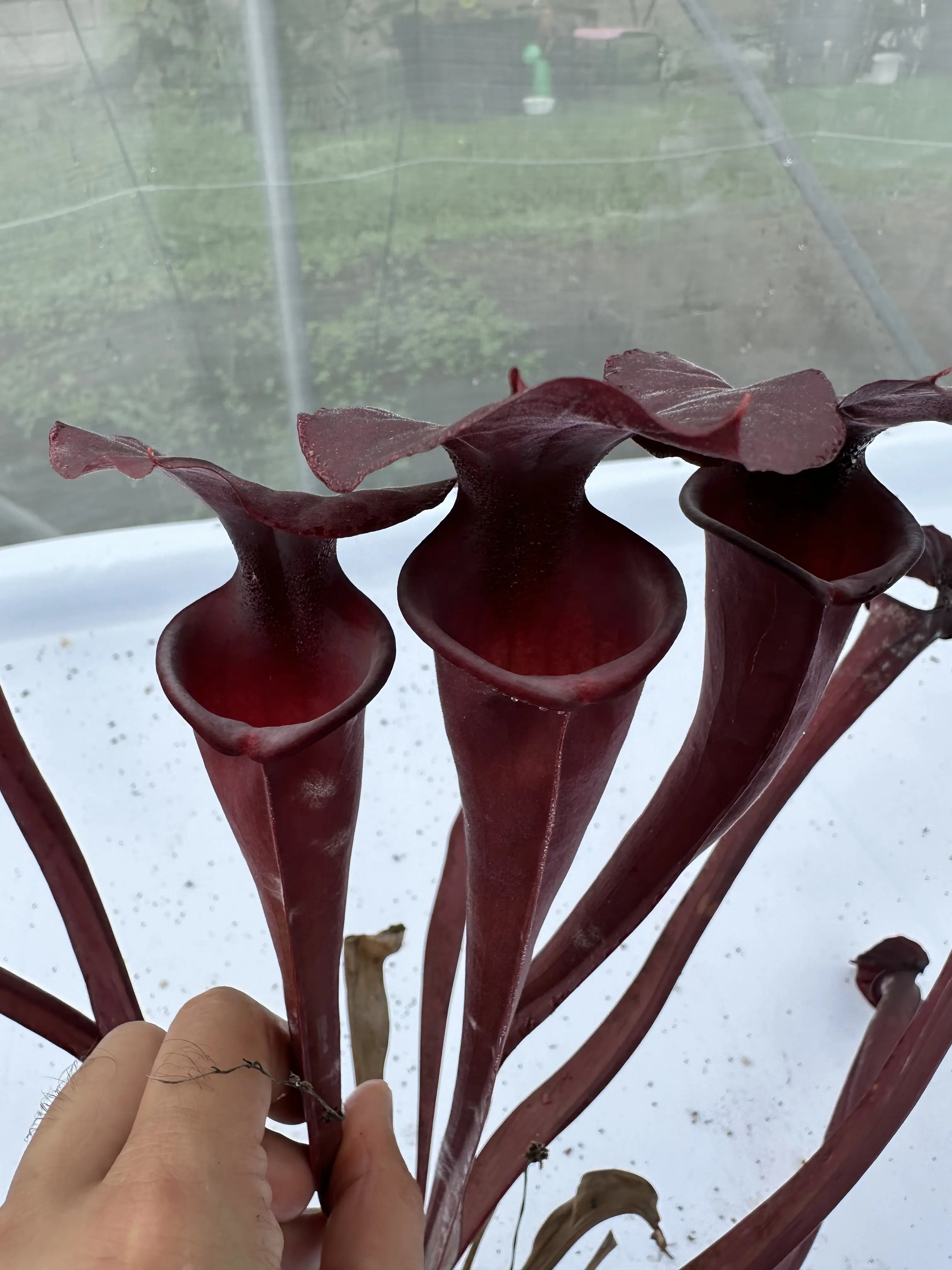 S. flava var. atropurpurea "Black velvet mouth"