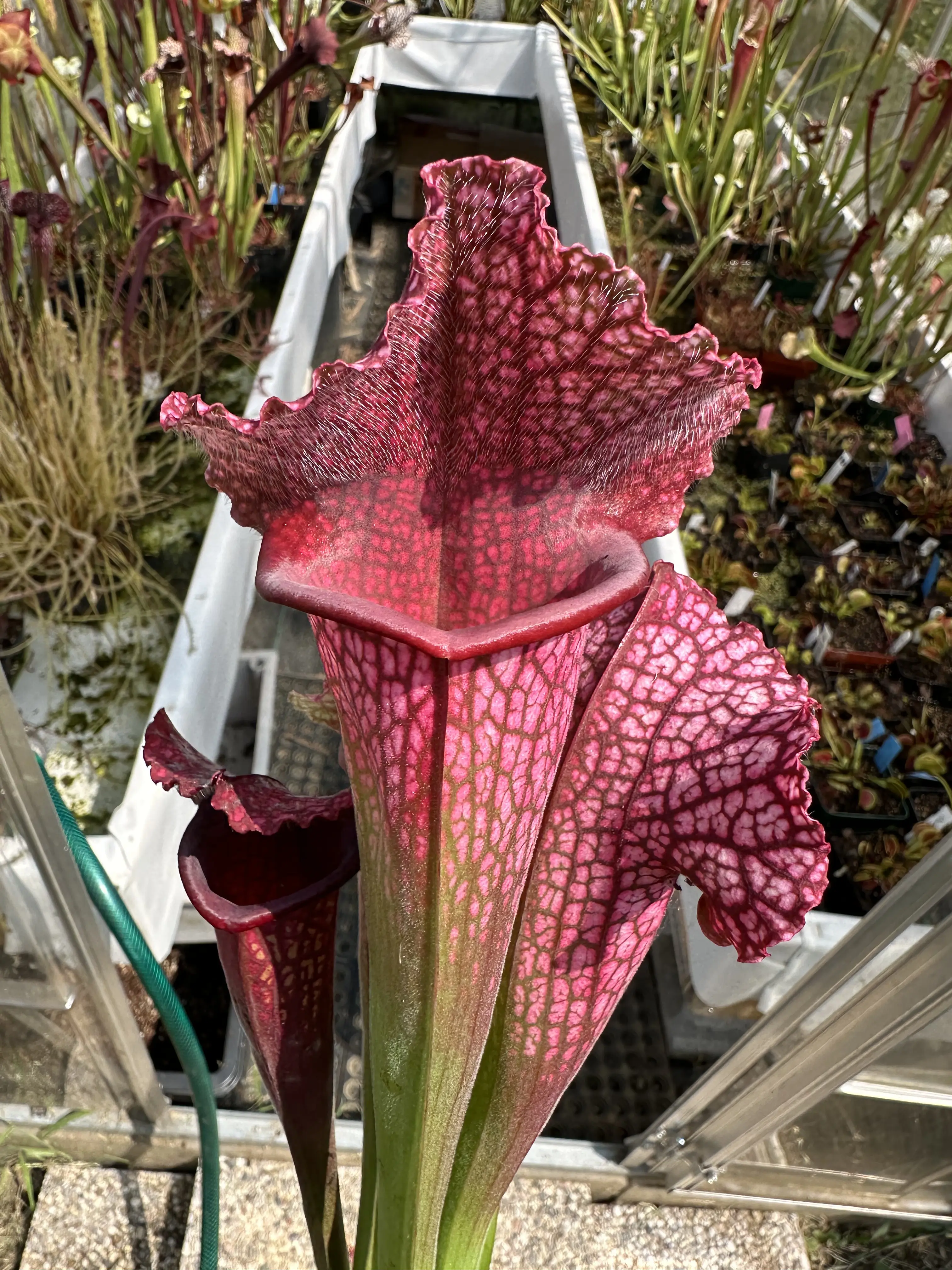 S. x 'Juthatip Soper'