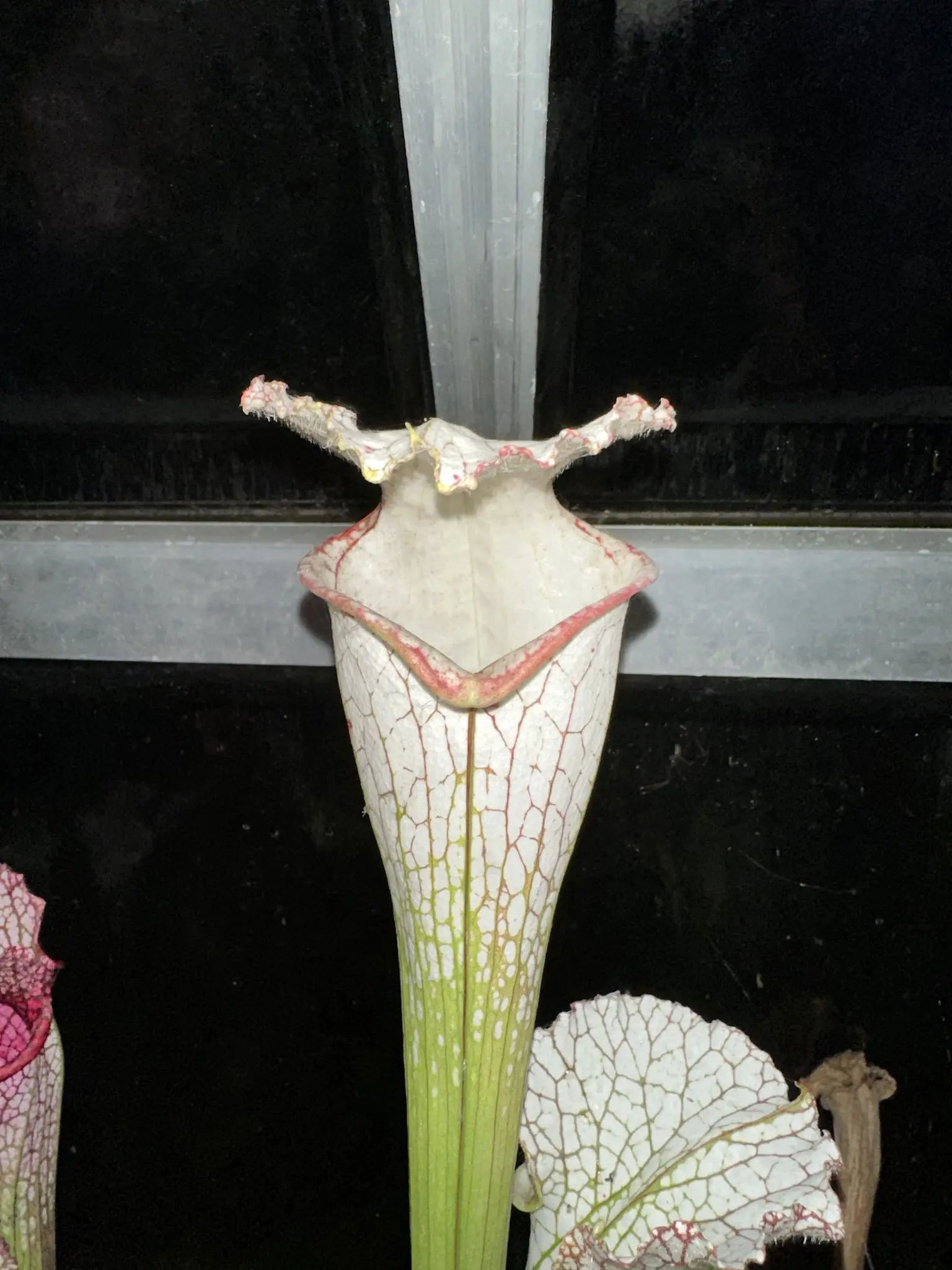 S. leucophylla var. alba, tall, shapely 