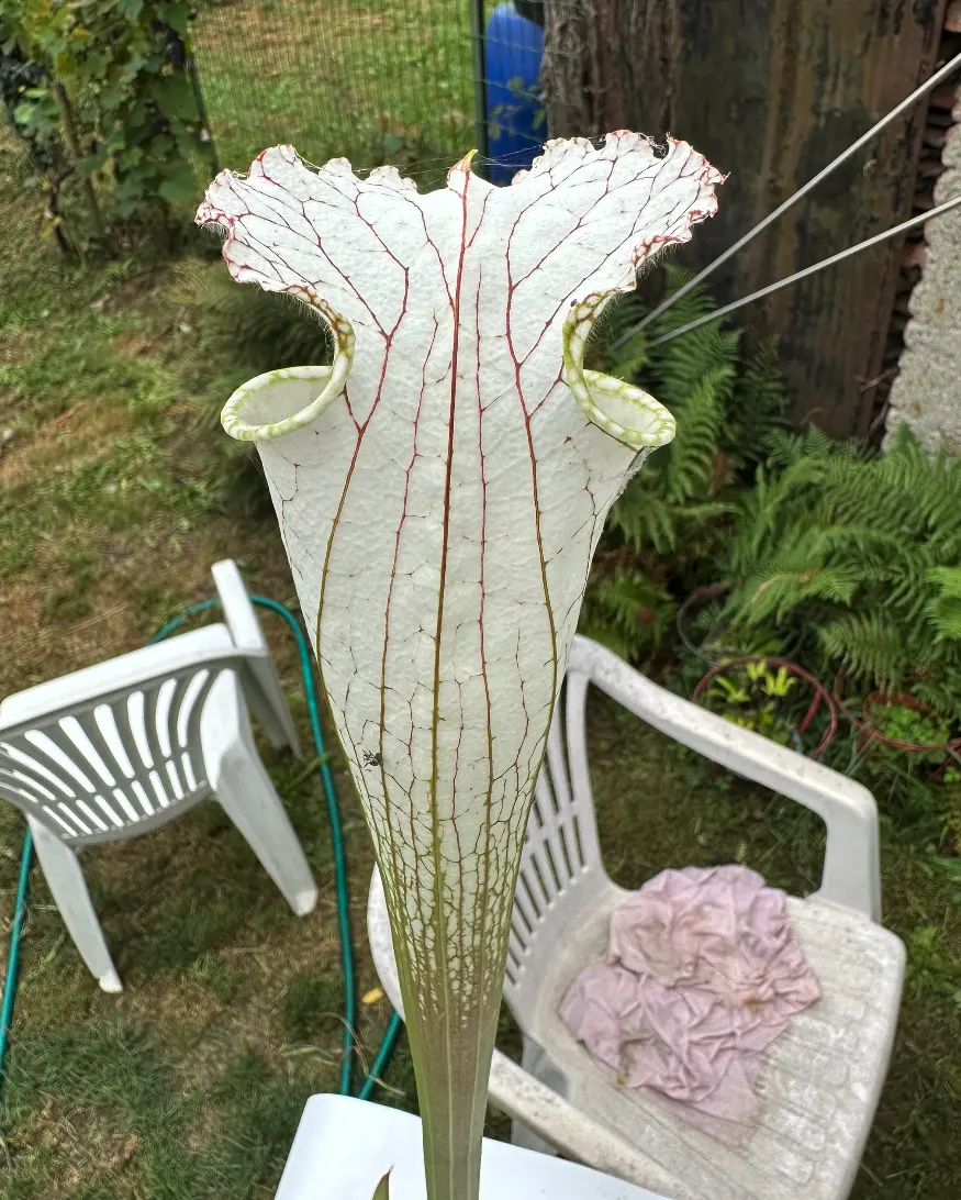 S. leucophylla var. alba, tall, shapely 