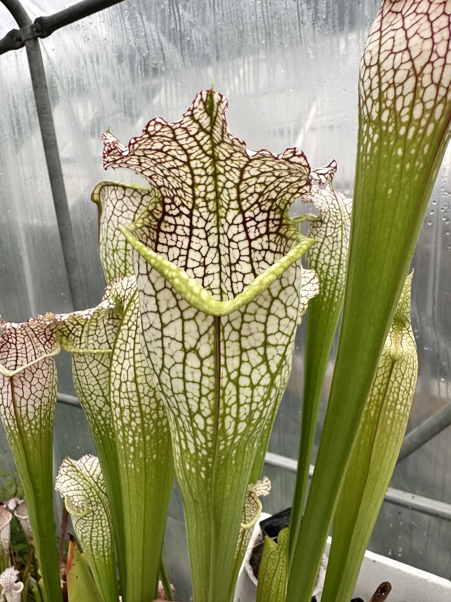 S. leucophylla "Bulbosa"