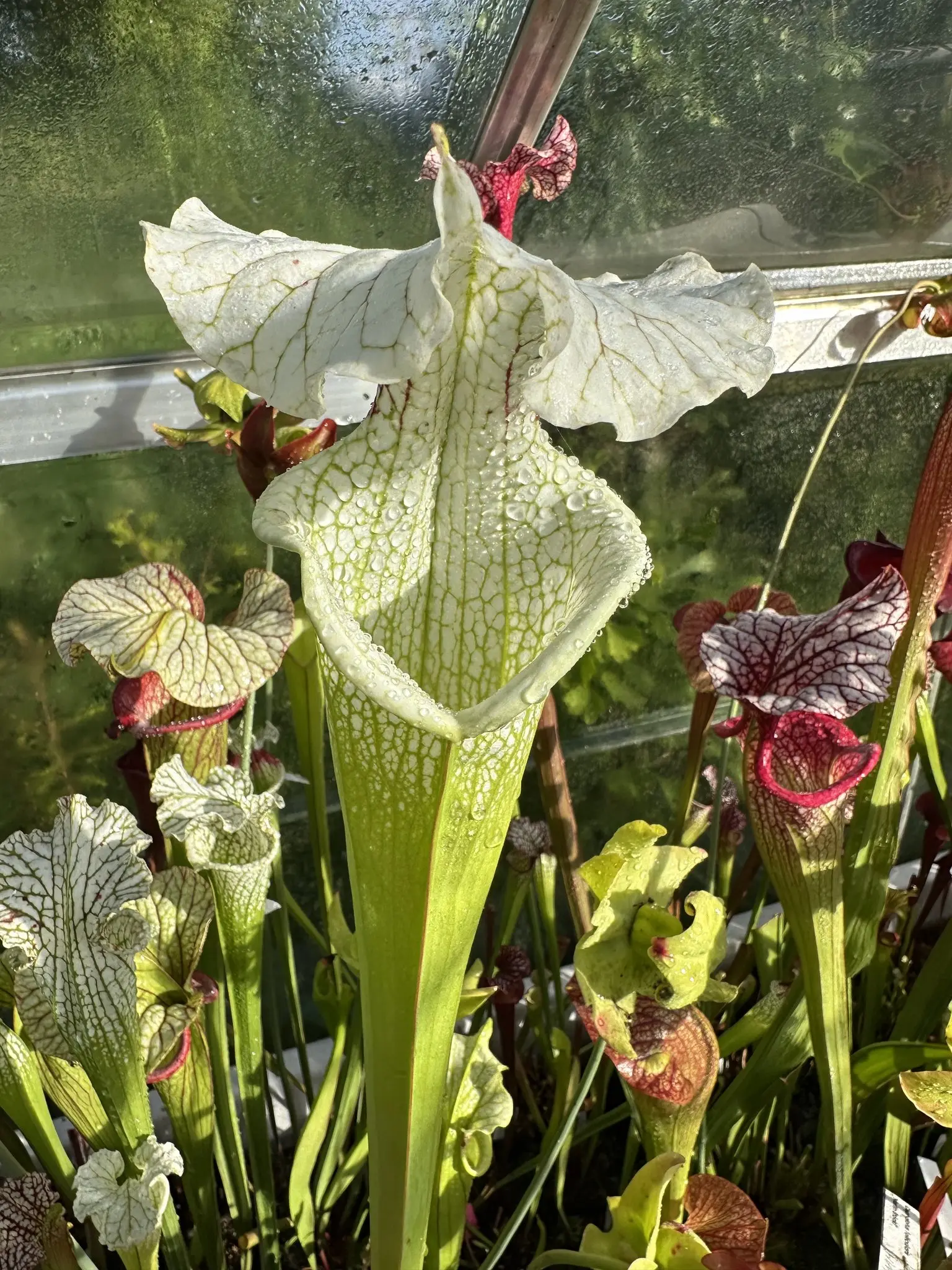 S. 'Leah Wilkerson' x 'Adrian Slack', clone T