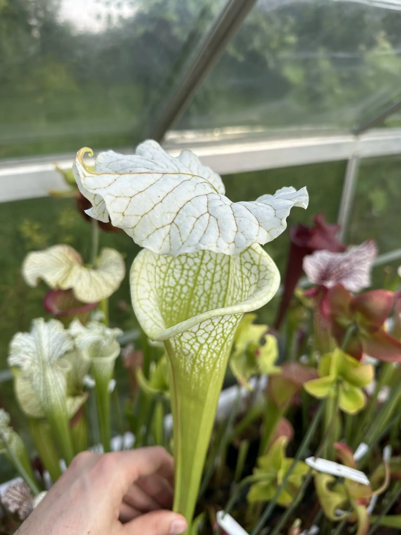 S. 'Leah Wilkerson' x 'Adrian Slack', clone T