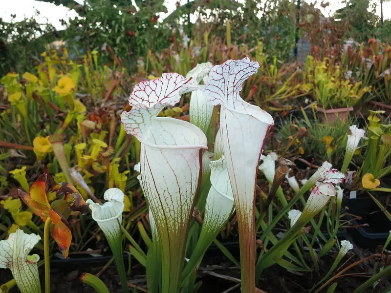 S. leucophylla var. alba, insanely white