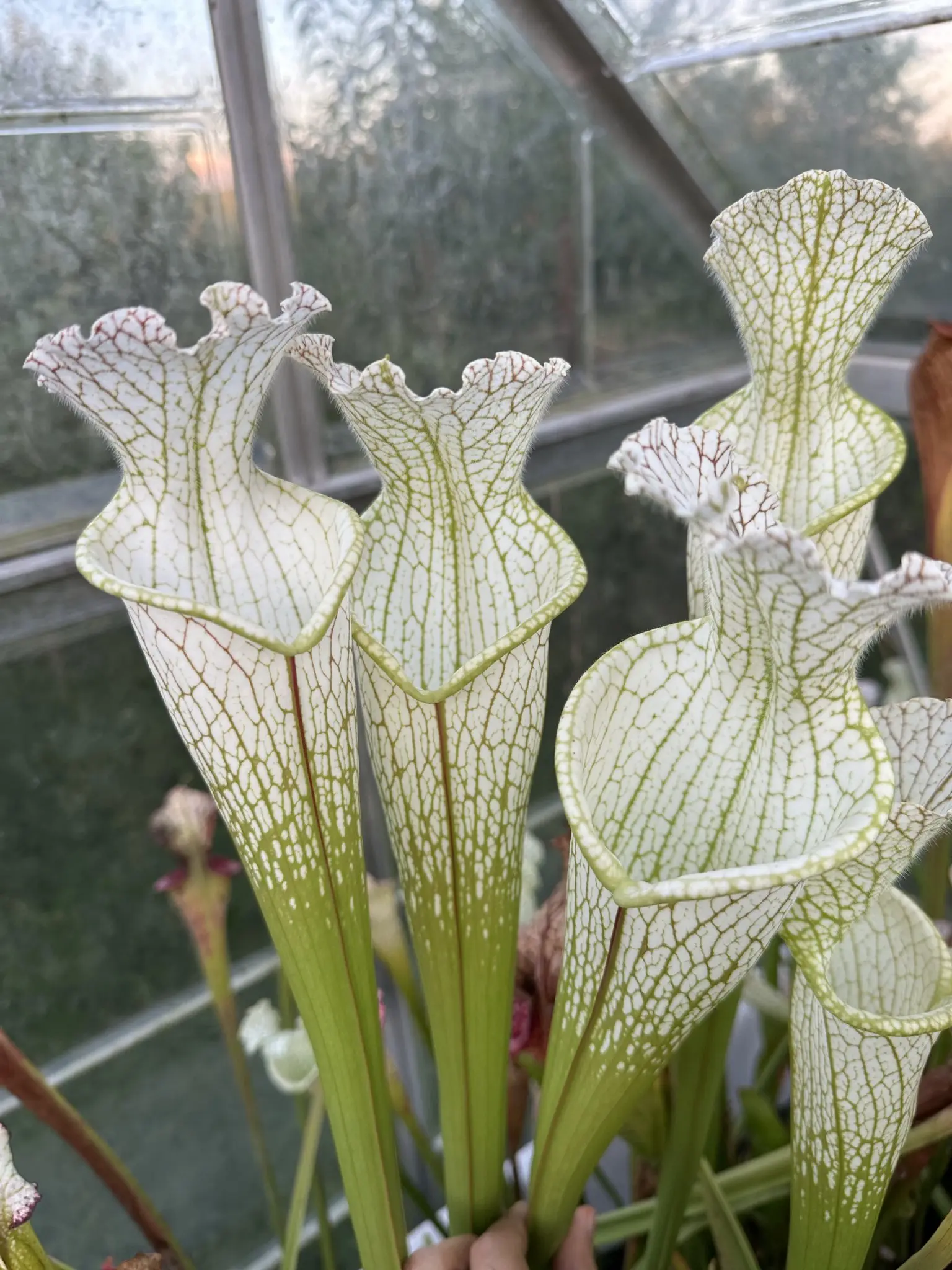 S. leucophylla "Depa clone"