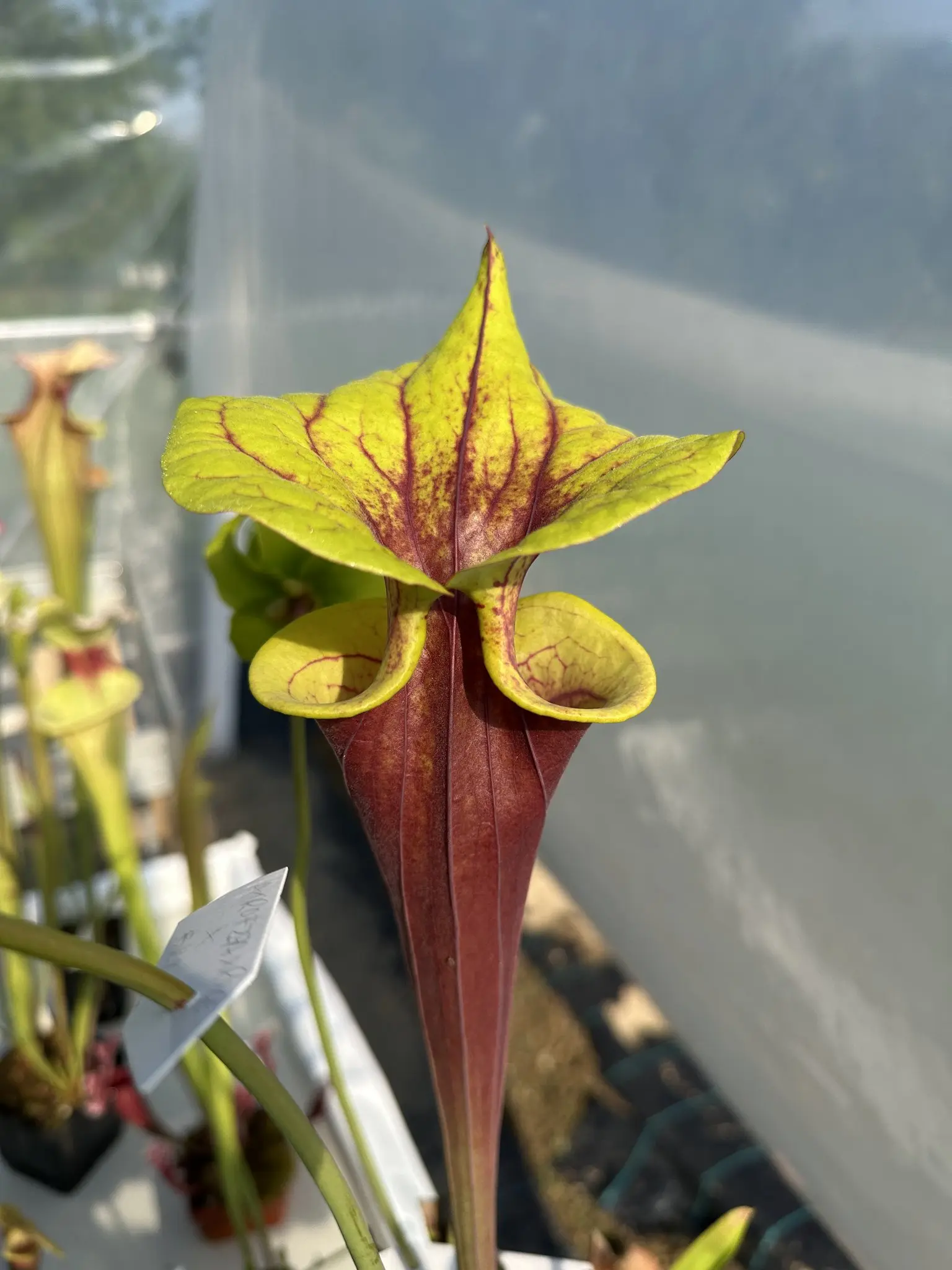 S. flava (atropurpurea F27A MK x rugelii "giant lid")