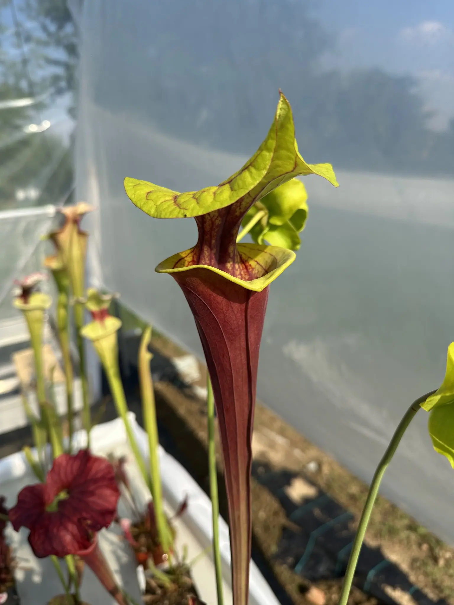 S. flava (atropurpurea F27A MK x rugelii "giant lid")