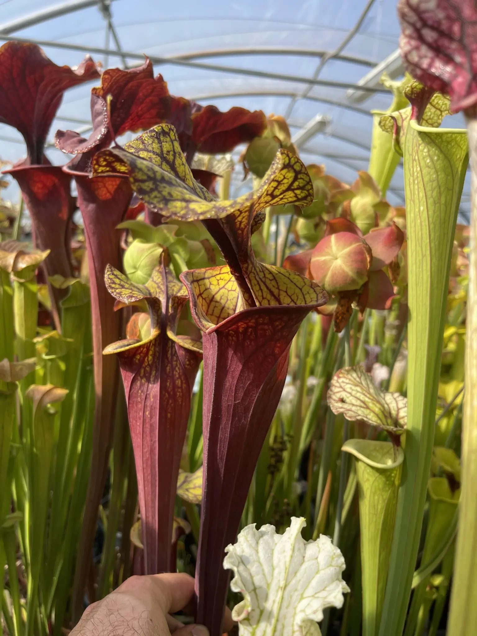 S. flava var. rubricorpora