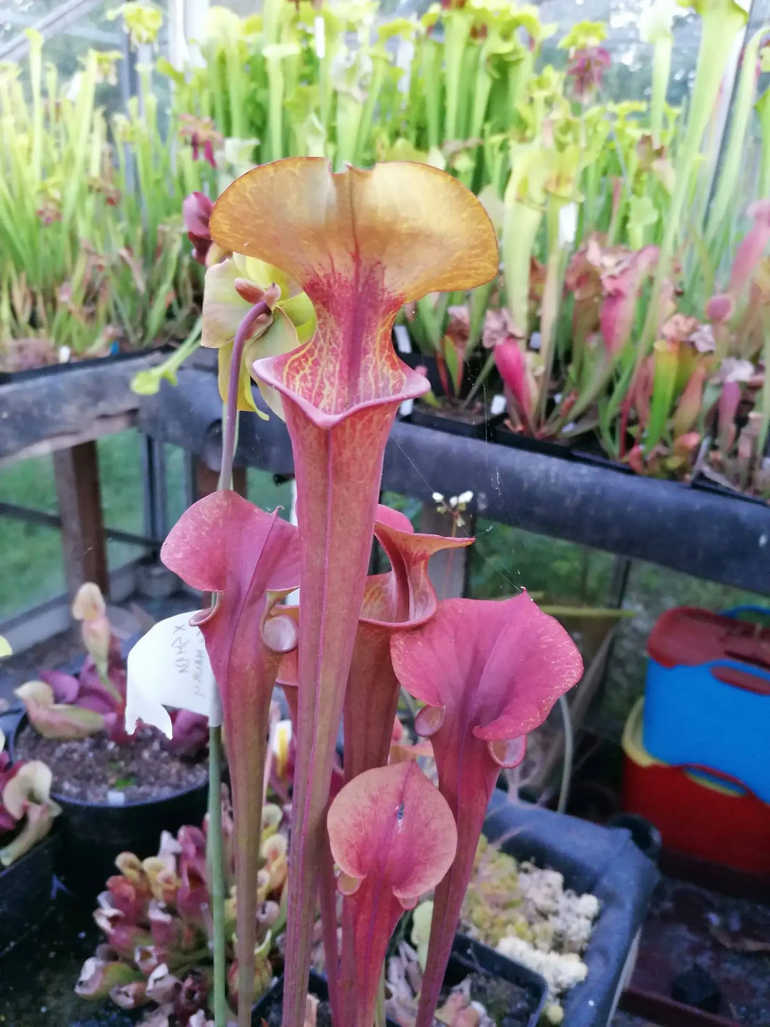 S. flava inverse veins, "Sven" best