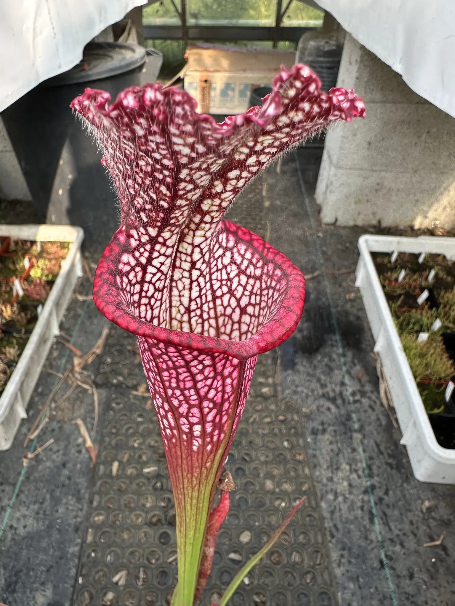 S. leucophylla, dark red pitchers