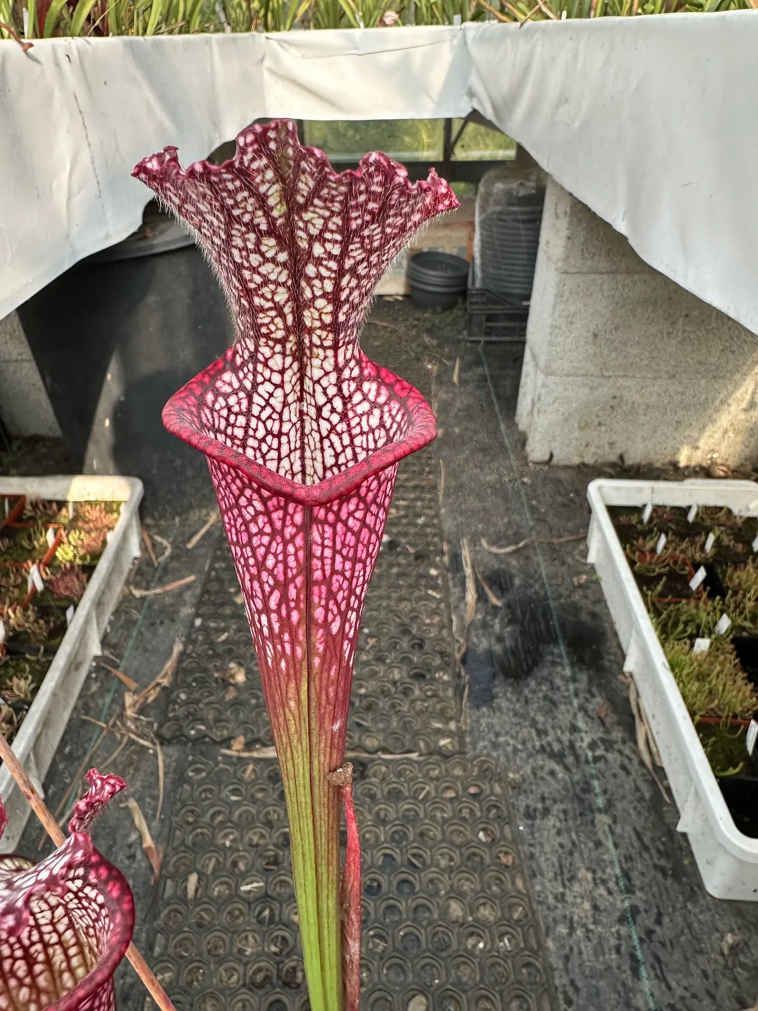 S. leucophylla, dark red pitchers