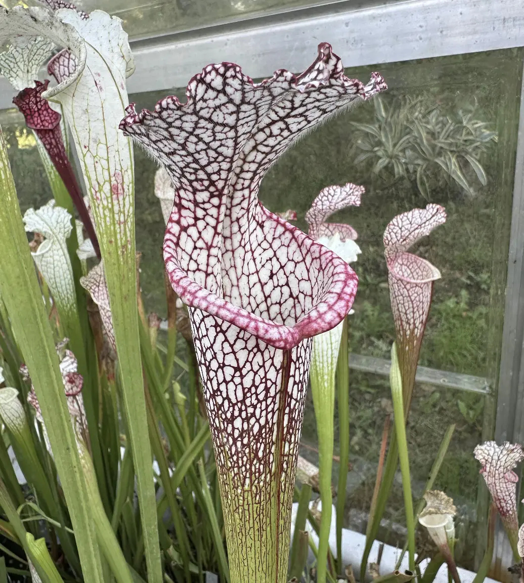 S. leucophylla, pink oval lip