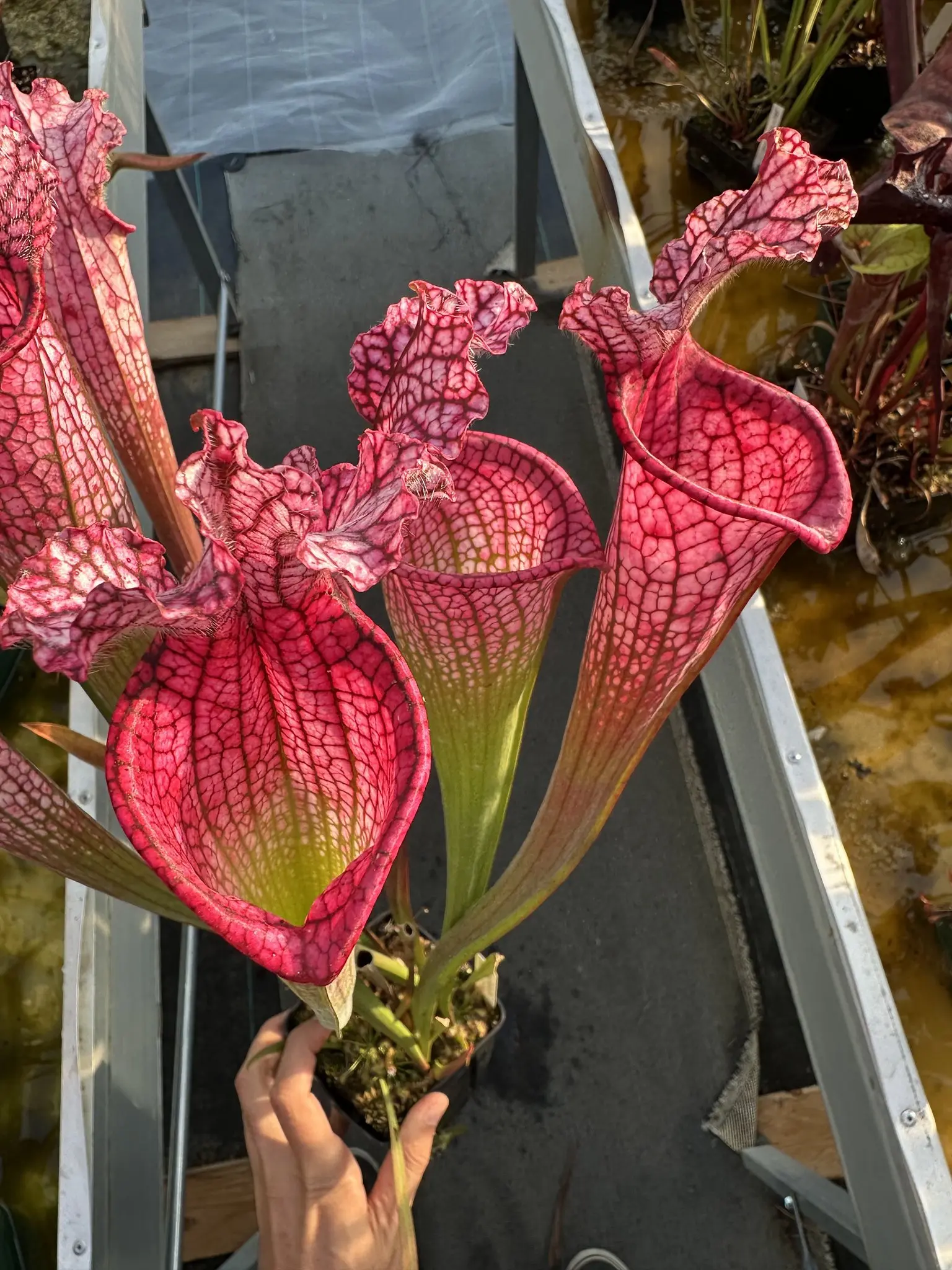 S. leucophylla "Super pink"