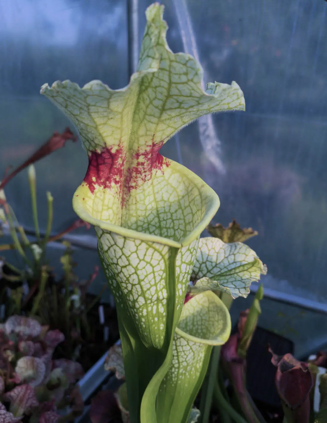 S. moorei 'Wilkerson's White Knight'