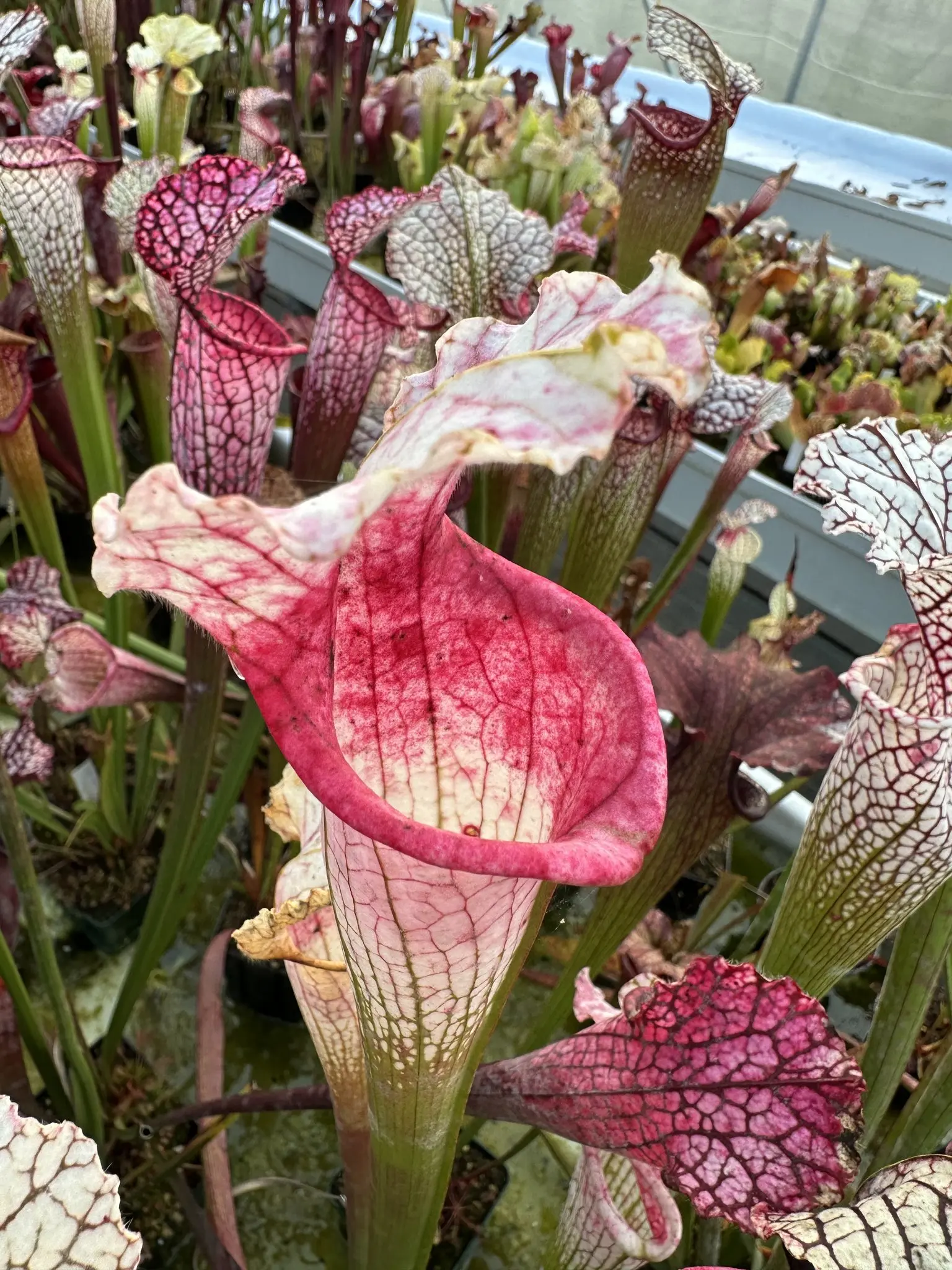 S. leucophylla var. alba, "Candy ghost" 