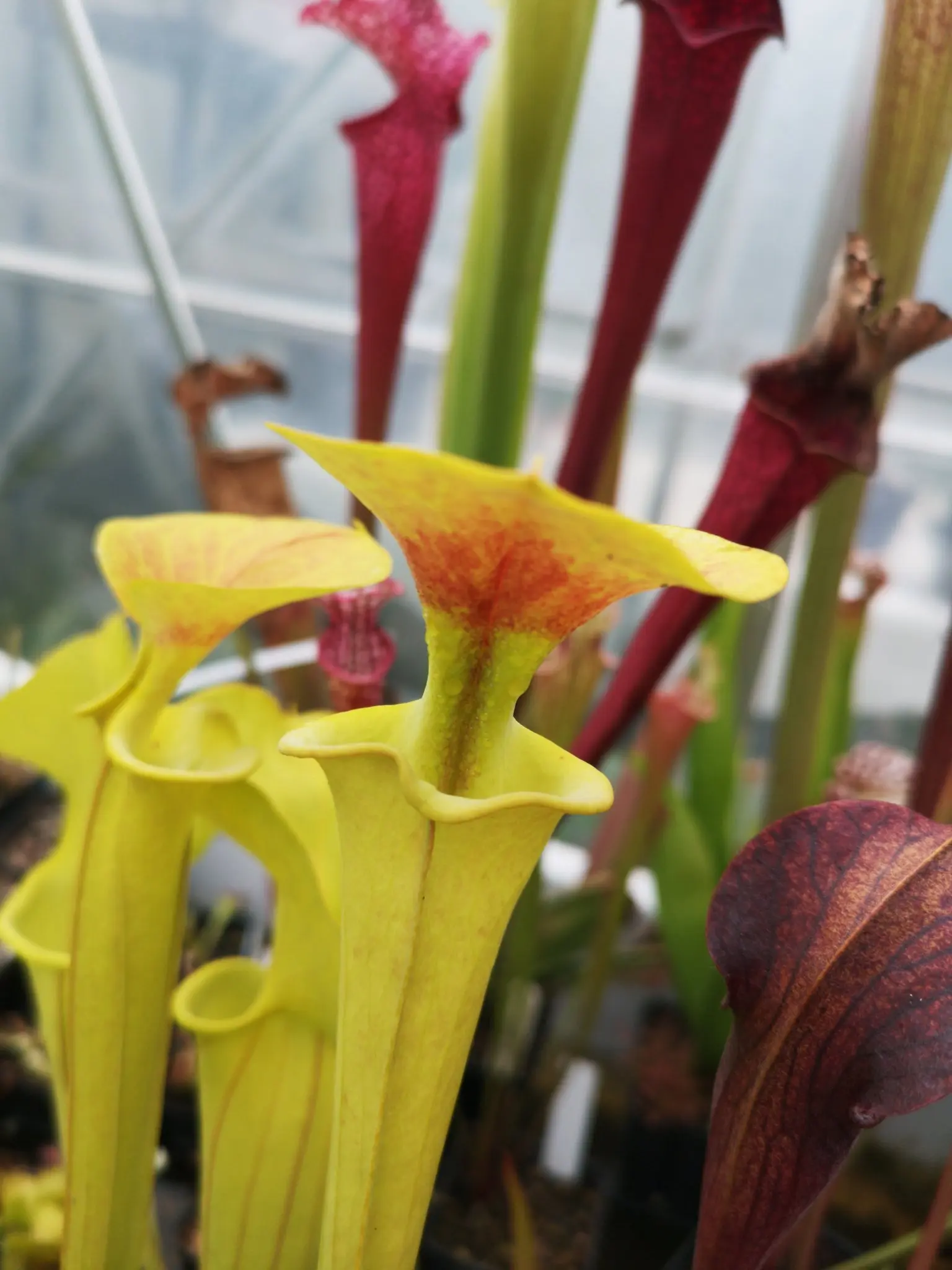 S. flava, inverse veins, yellow tube with red mark under the lid 