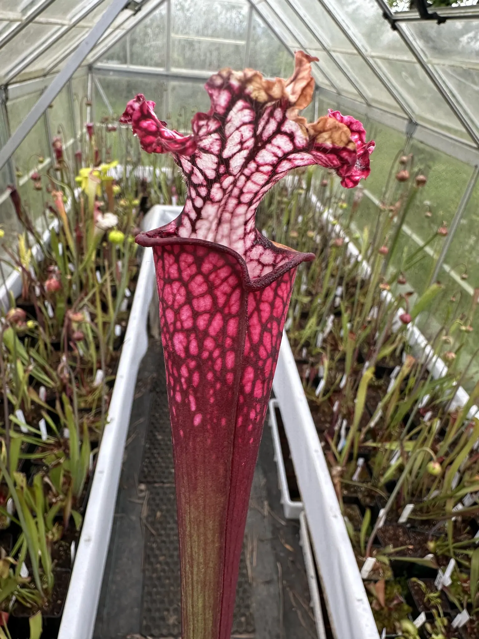 S. x (willisii x leucophylla pubescent)