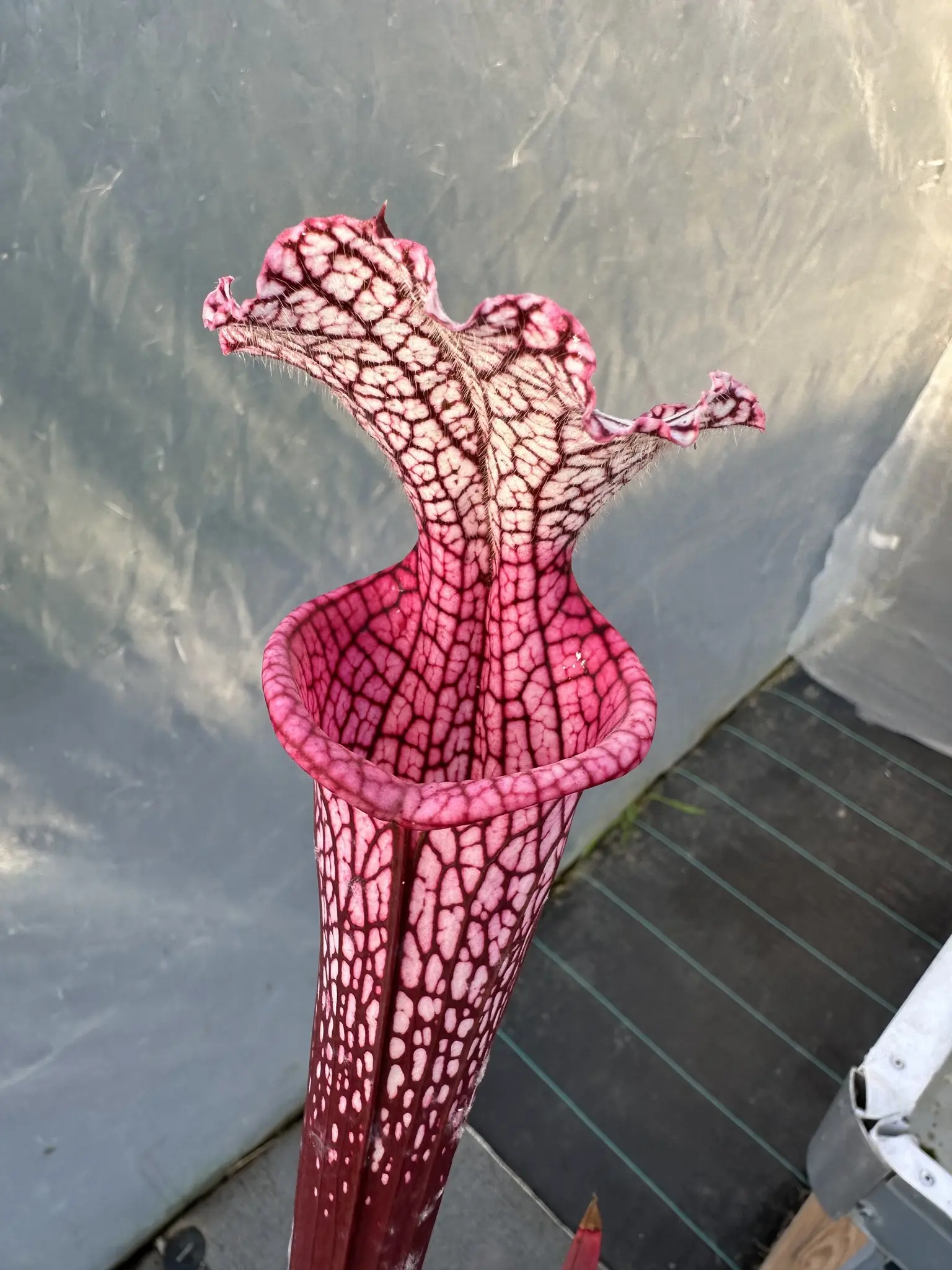 S. leucophylla, "Pink Stabilo"