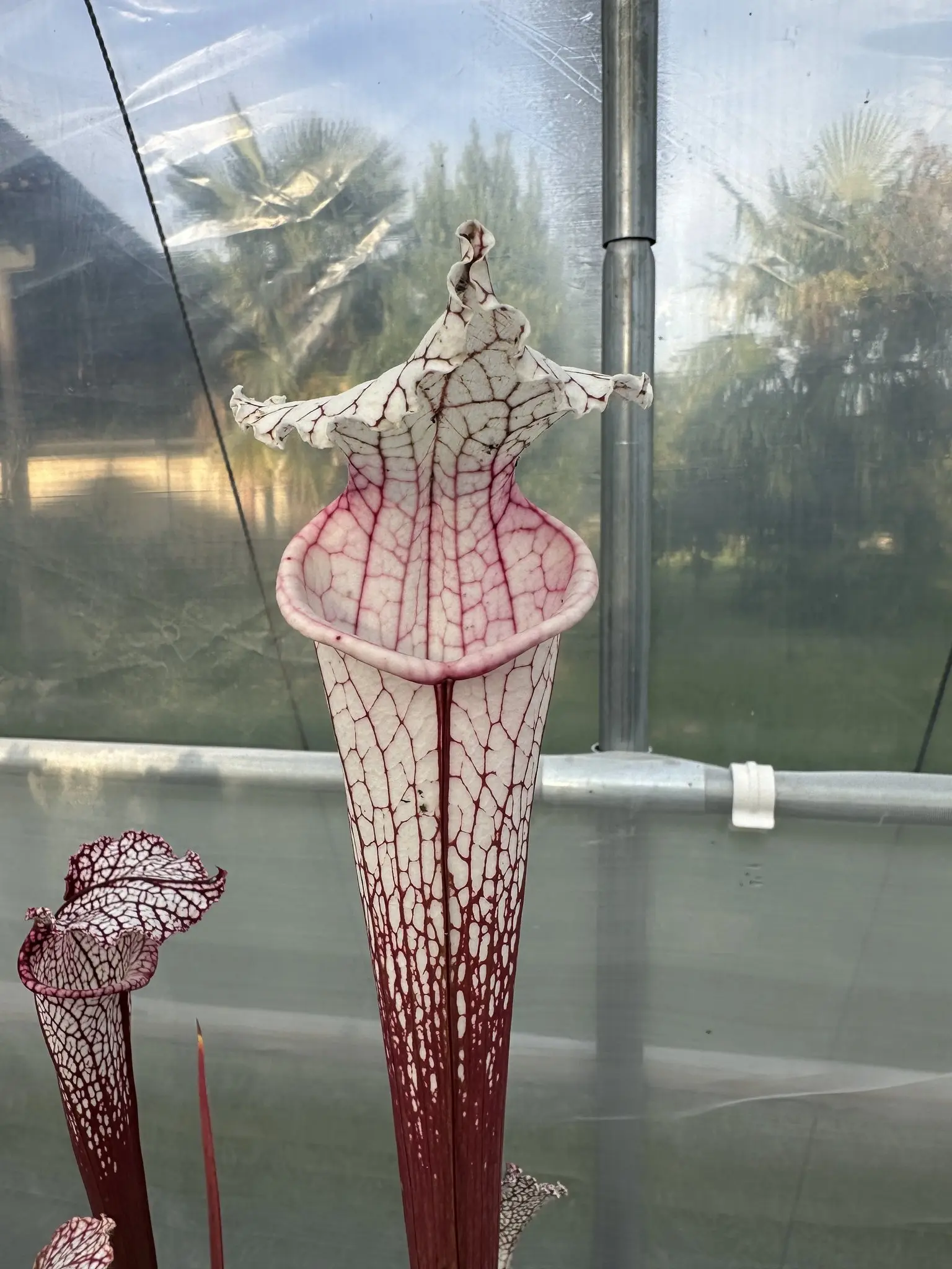 S. leucophylla, pink tube and white lid