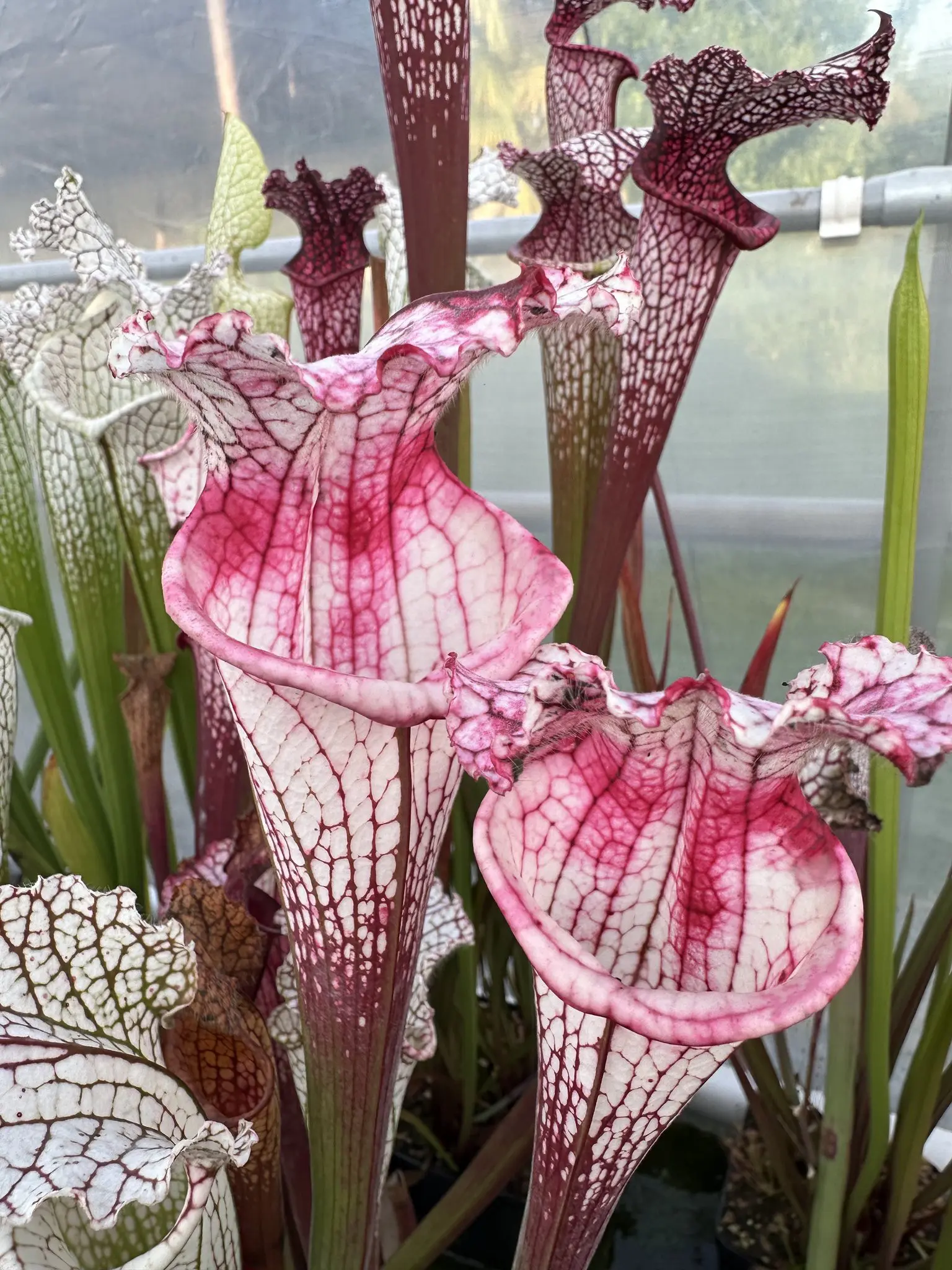 S. leucophylla “Anteros” 