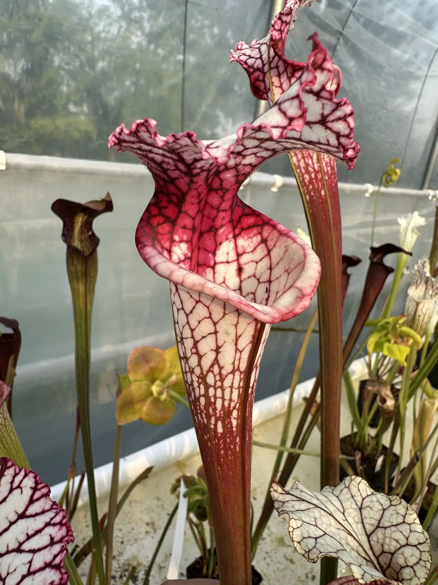 S. leucophylla L131MK x "Vampire queen"