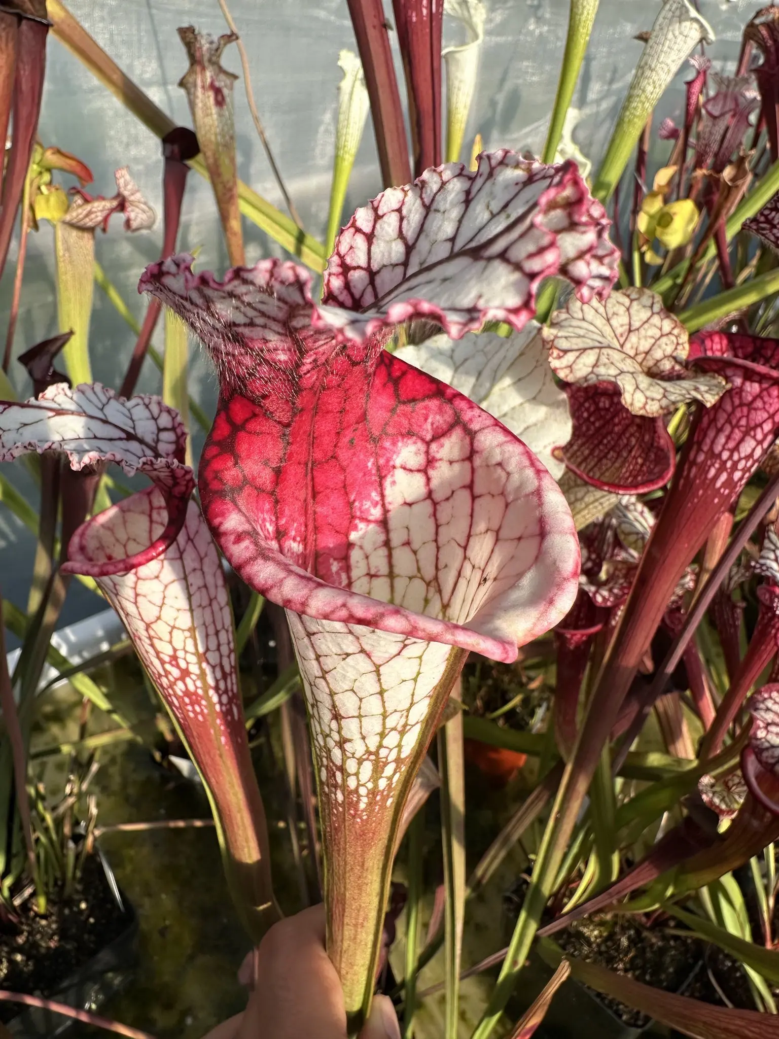 S. leucophylla L131MK x "Vampire queen"